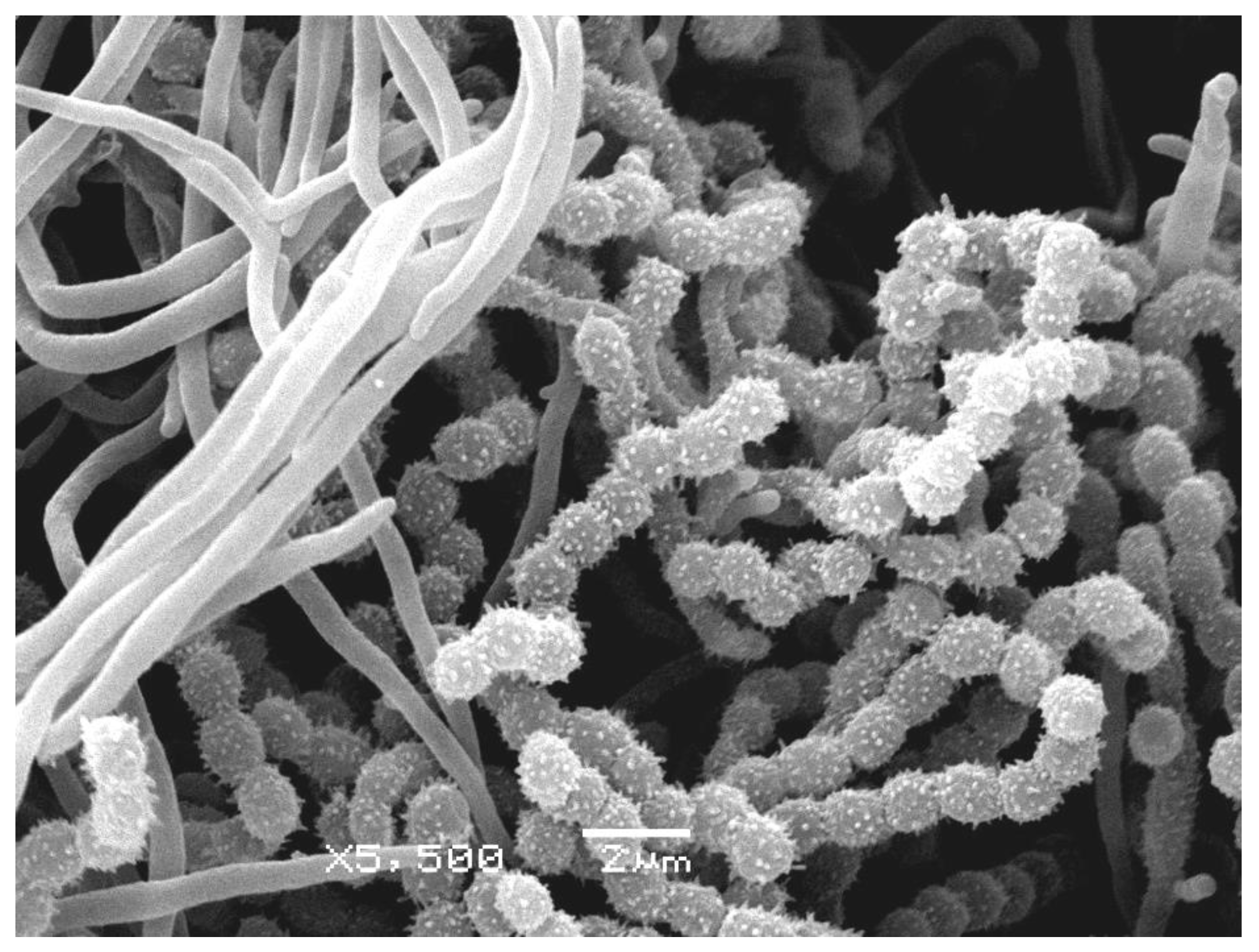 Life 10 00091 g004 Life 10 00091 g004