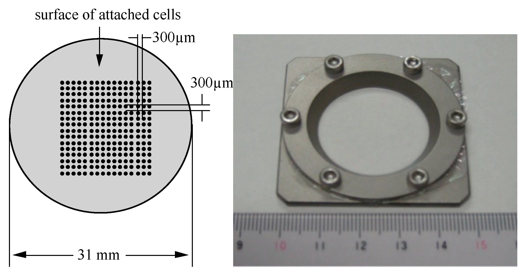 Life 10 00154 g001 Life 10 00154 g001