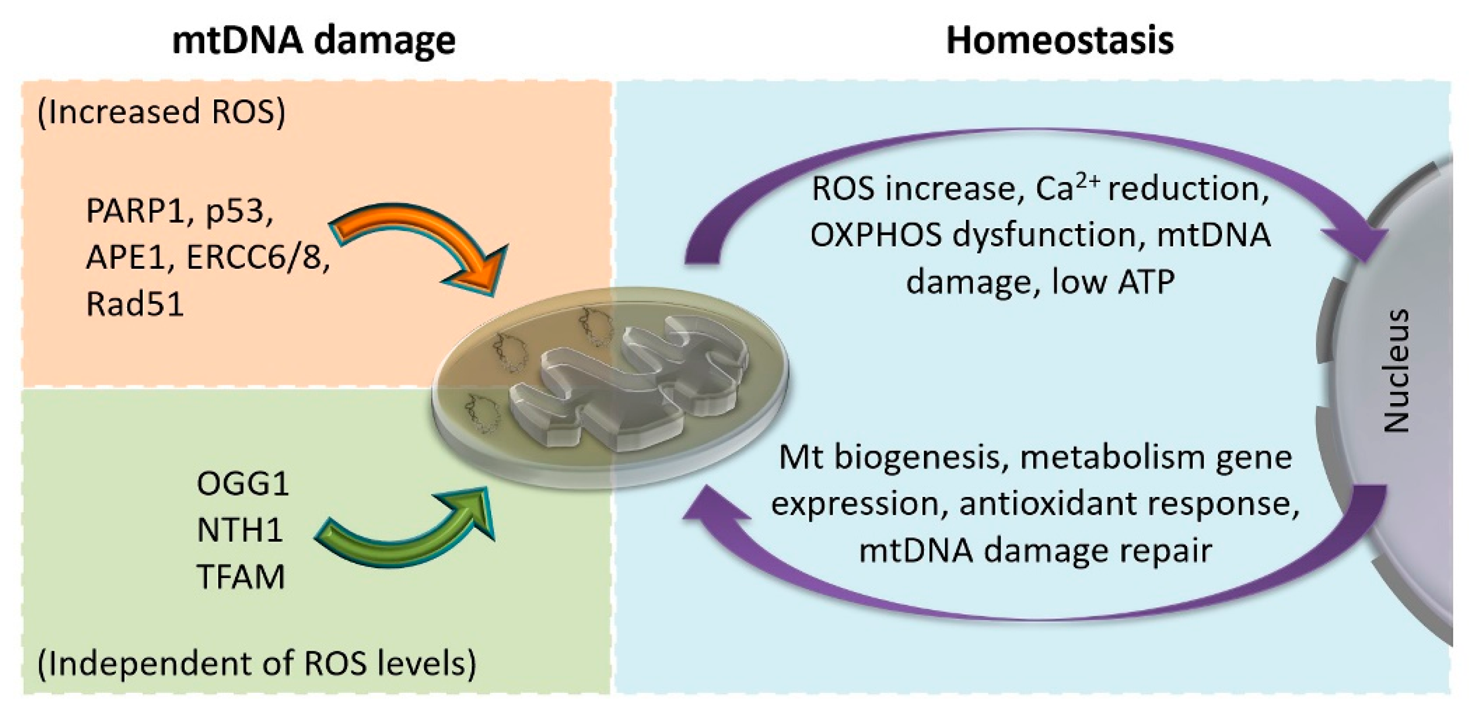 Life 10 00173 g004 Life 10 00173 g004