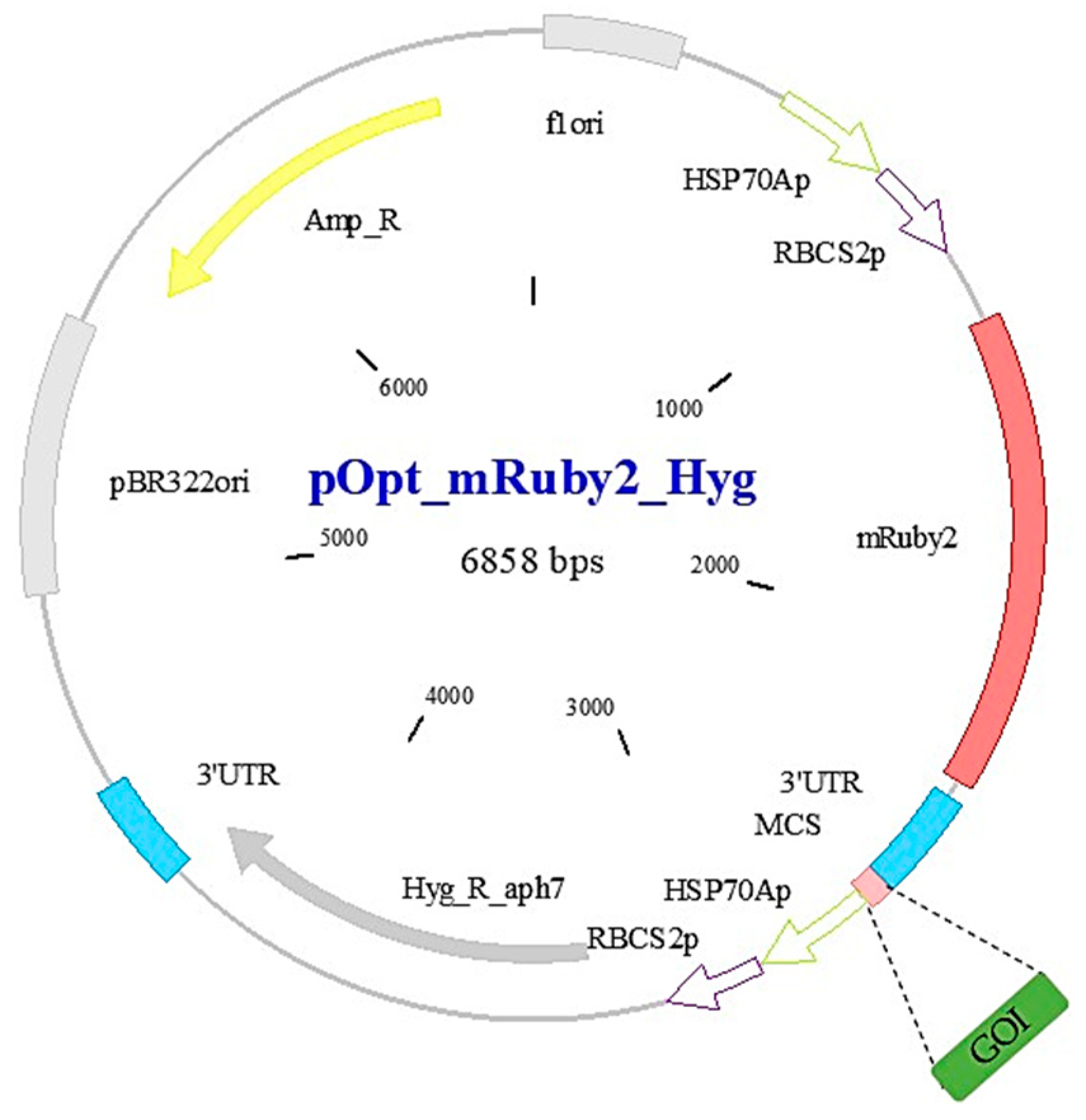 Life 10 00186 g0a1 Life 10 00186 g0a1