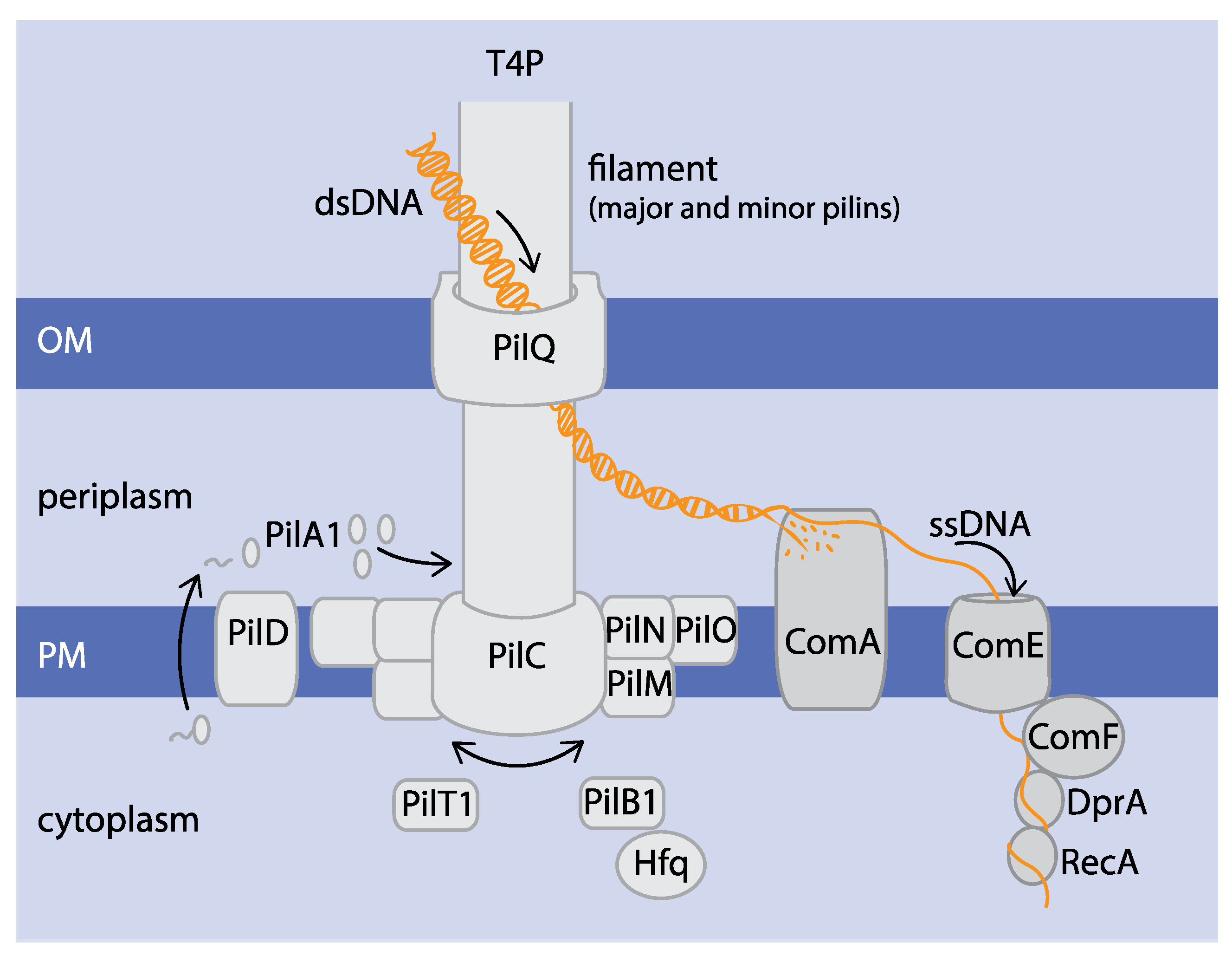 Life 10 00249 g001 Life 10 00249 g001