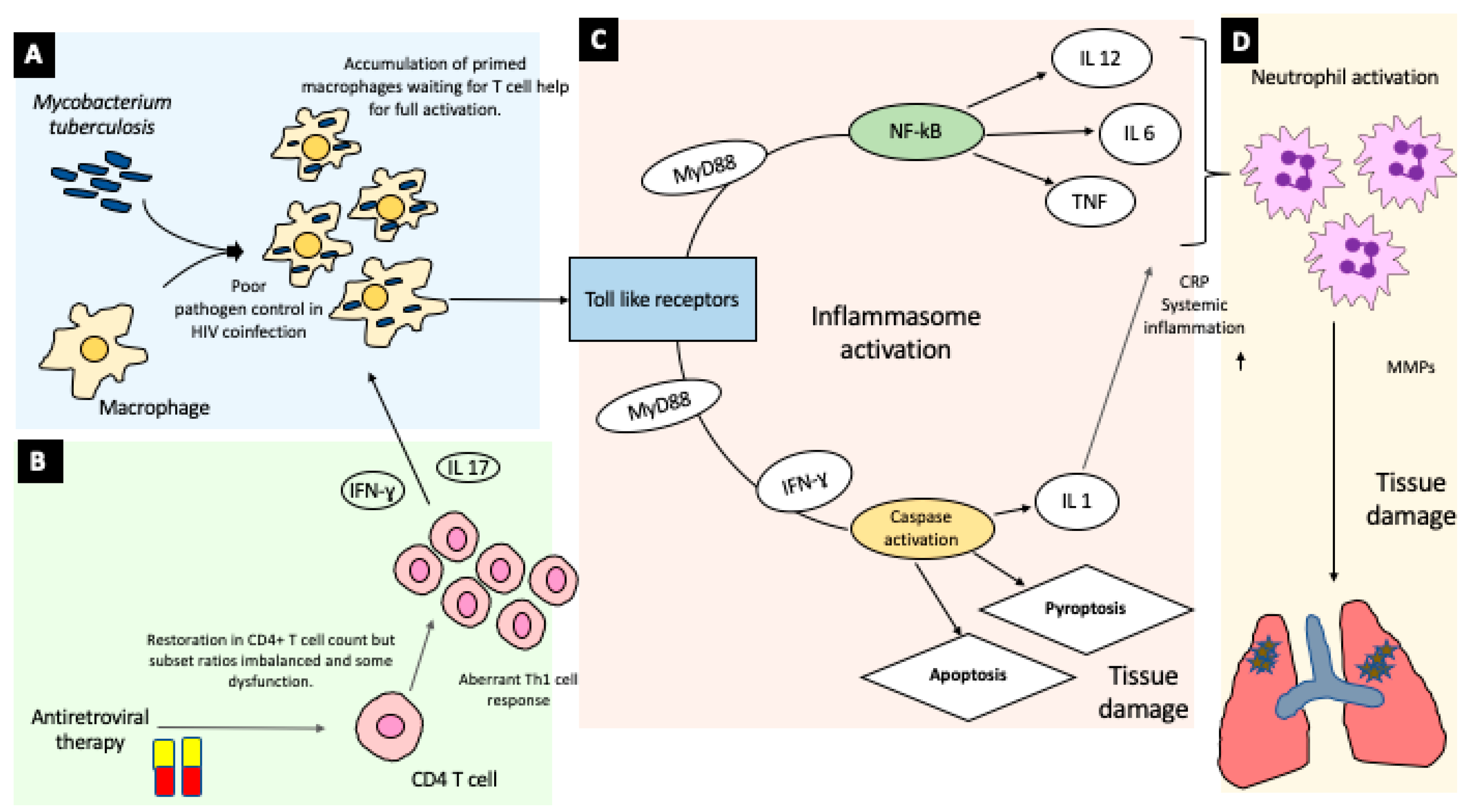 Life Free FullText Tuberculosis IRIS Pathogenesis, Presentation