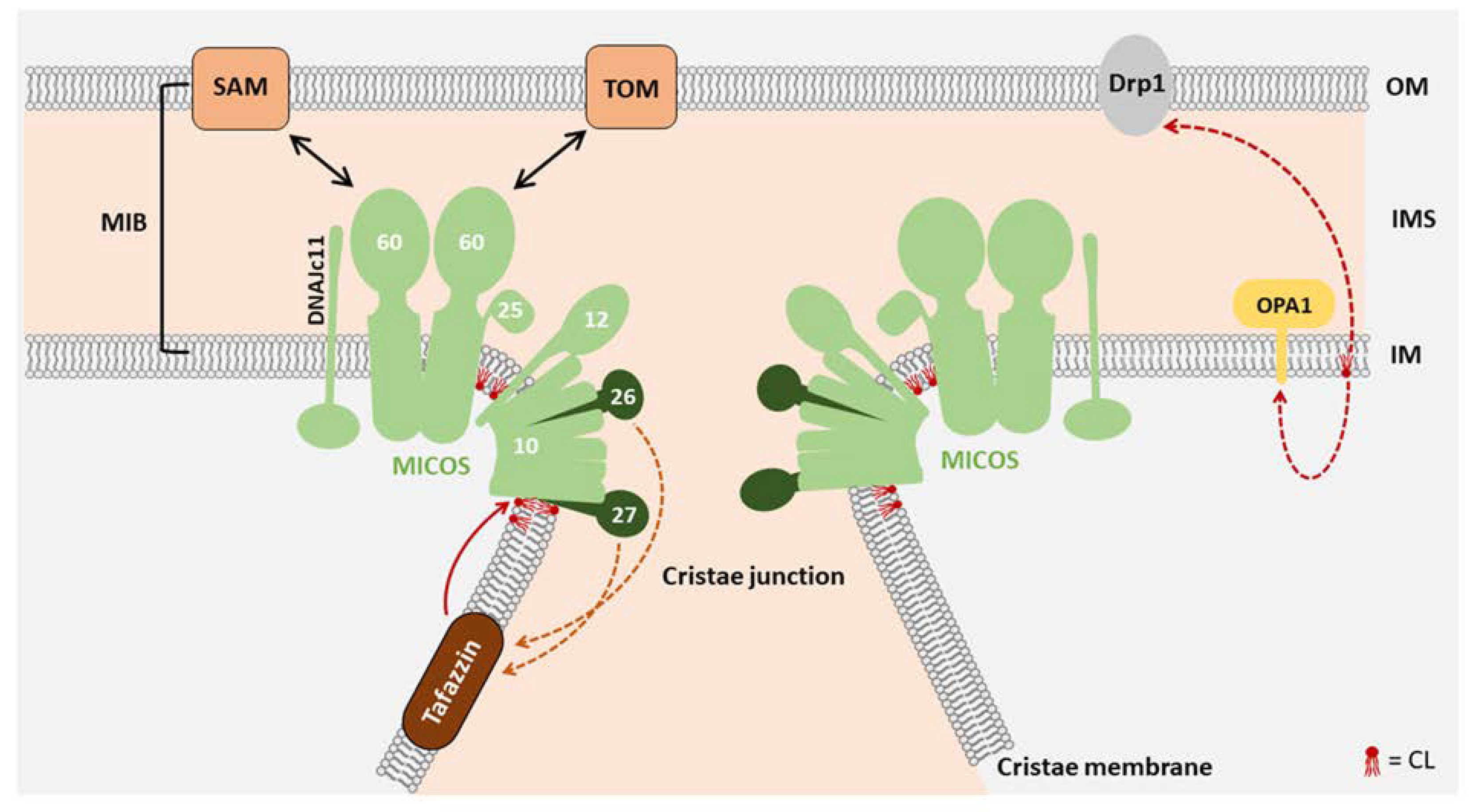 Life 10 00277 g002 Life 10 00277 g002