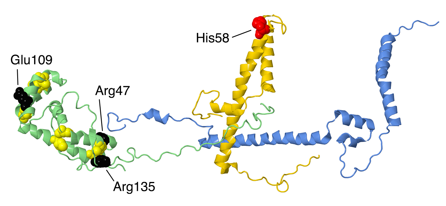 Analysis of Human Mutations in the Supernumerary Subunits of