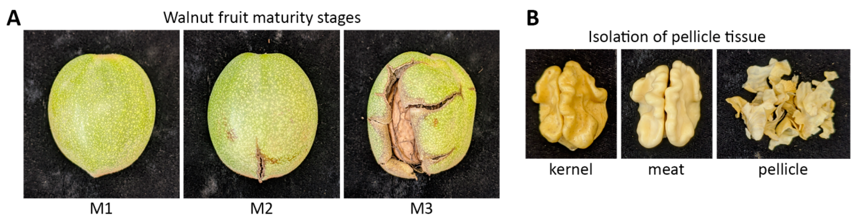 Life 10 00314 g001 Life 10 00314 g001