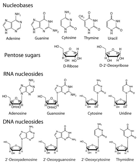 Life | Free Full-Text | De Novo Nucleic Acids: A Review of