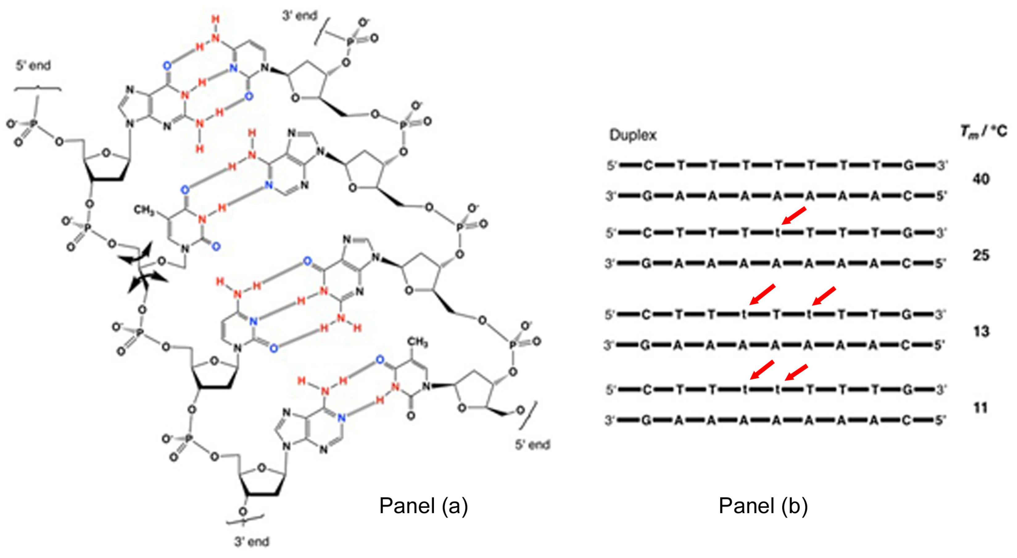 Life Free Full Text De Novo Nucleic Acids A Review Of Synthetic Alternatives To Dna And Rna That Could Act As Bio Information Storage Molecules Html Life Free Full Text De Novo Nucleic Acids A Review Of Synthetic Alternatives To Dna And Rna That Could Act As Bio Information Storage Molecules Html