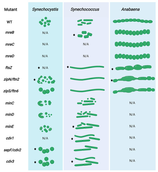 Life Free FullText Structural Determinants and Their Role in Cyanobacterial Morphogenesis