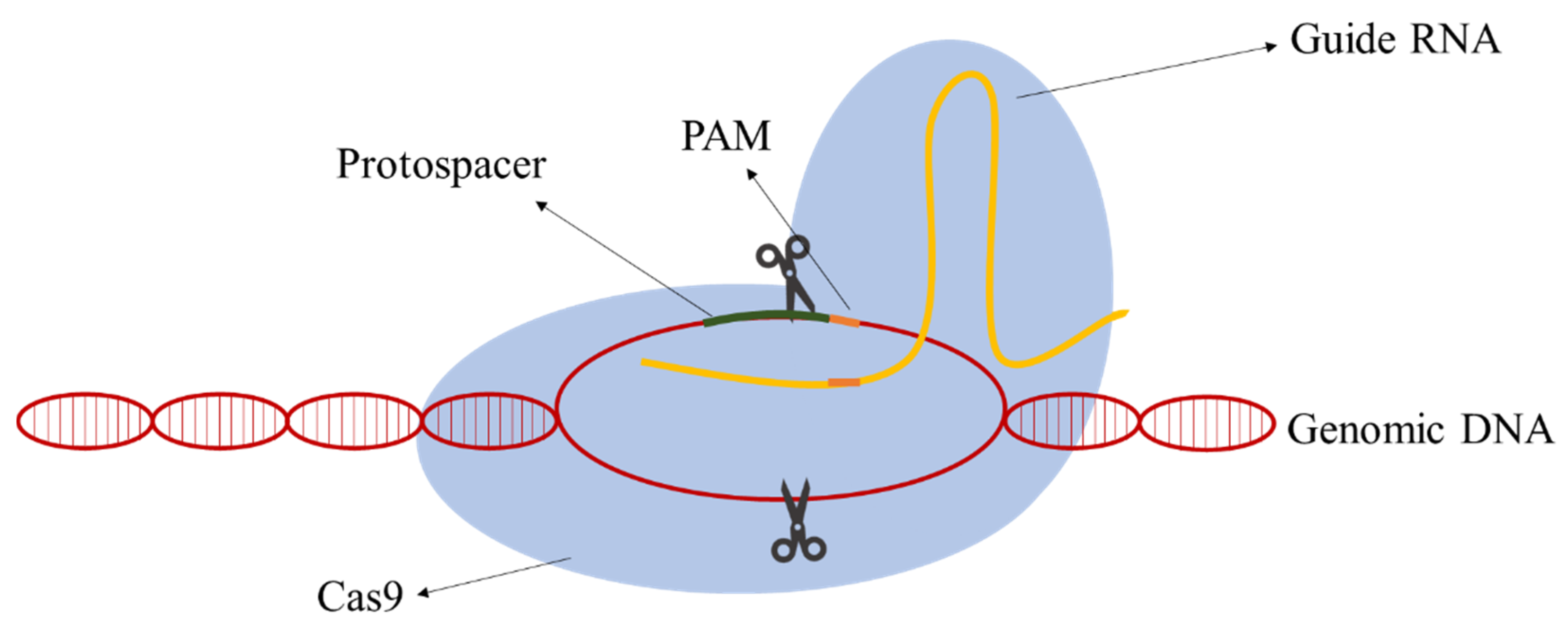 Life 11 00013 g001 Life 11 00013 g001