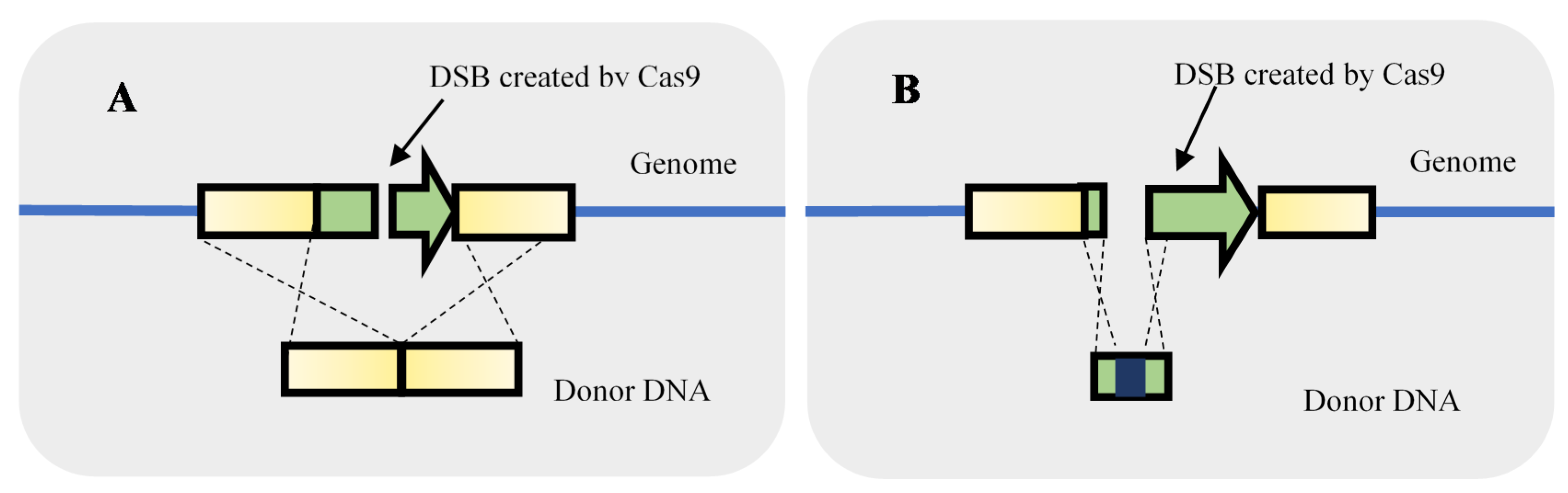 Life 11 00013 g003 Life 11 00013 g003