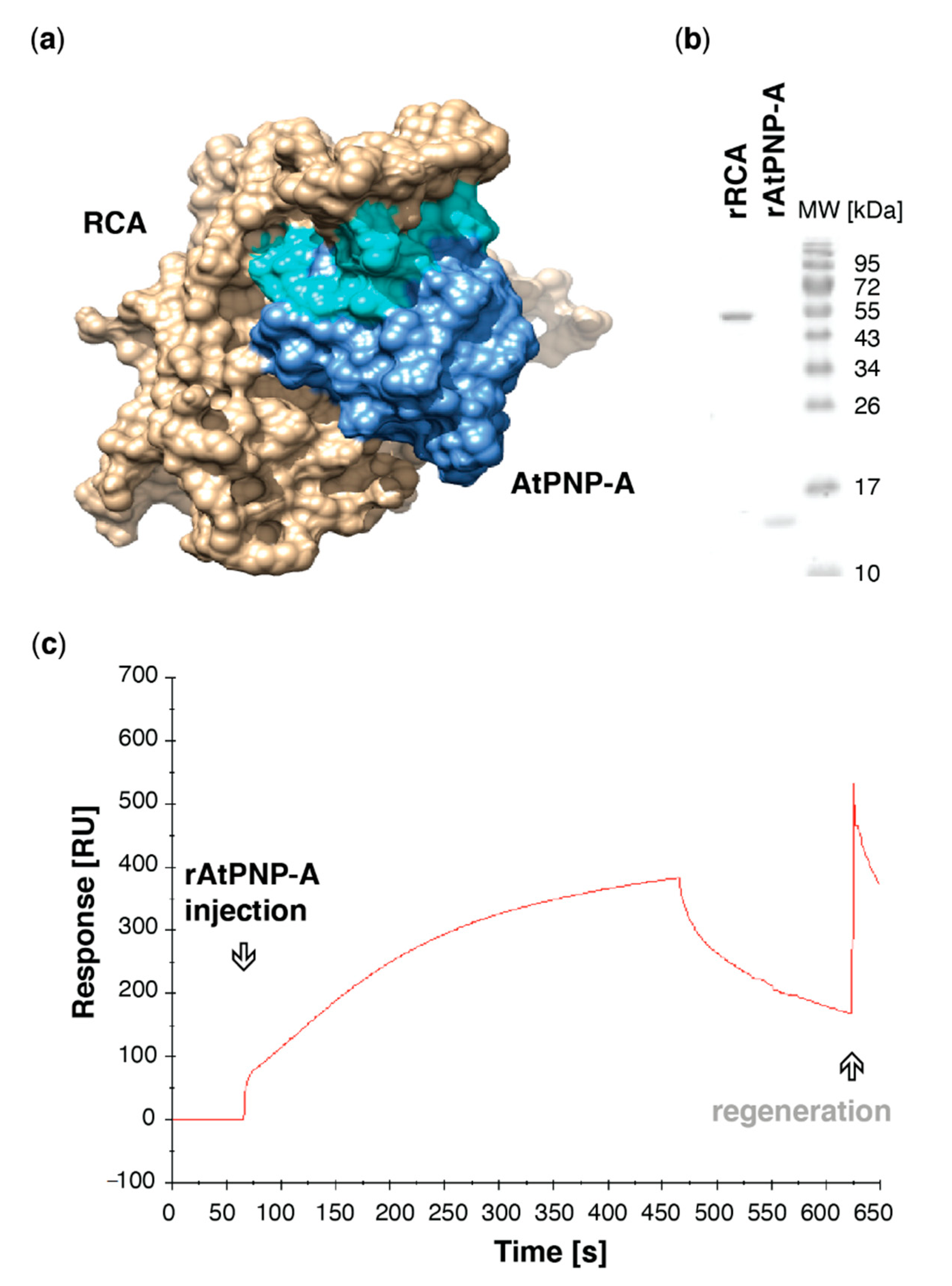 Life 11 00021 g002 Life 11 00021 g002