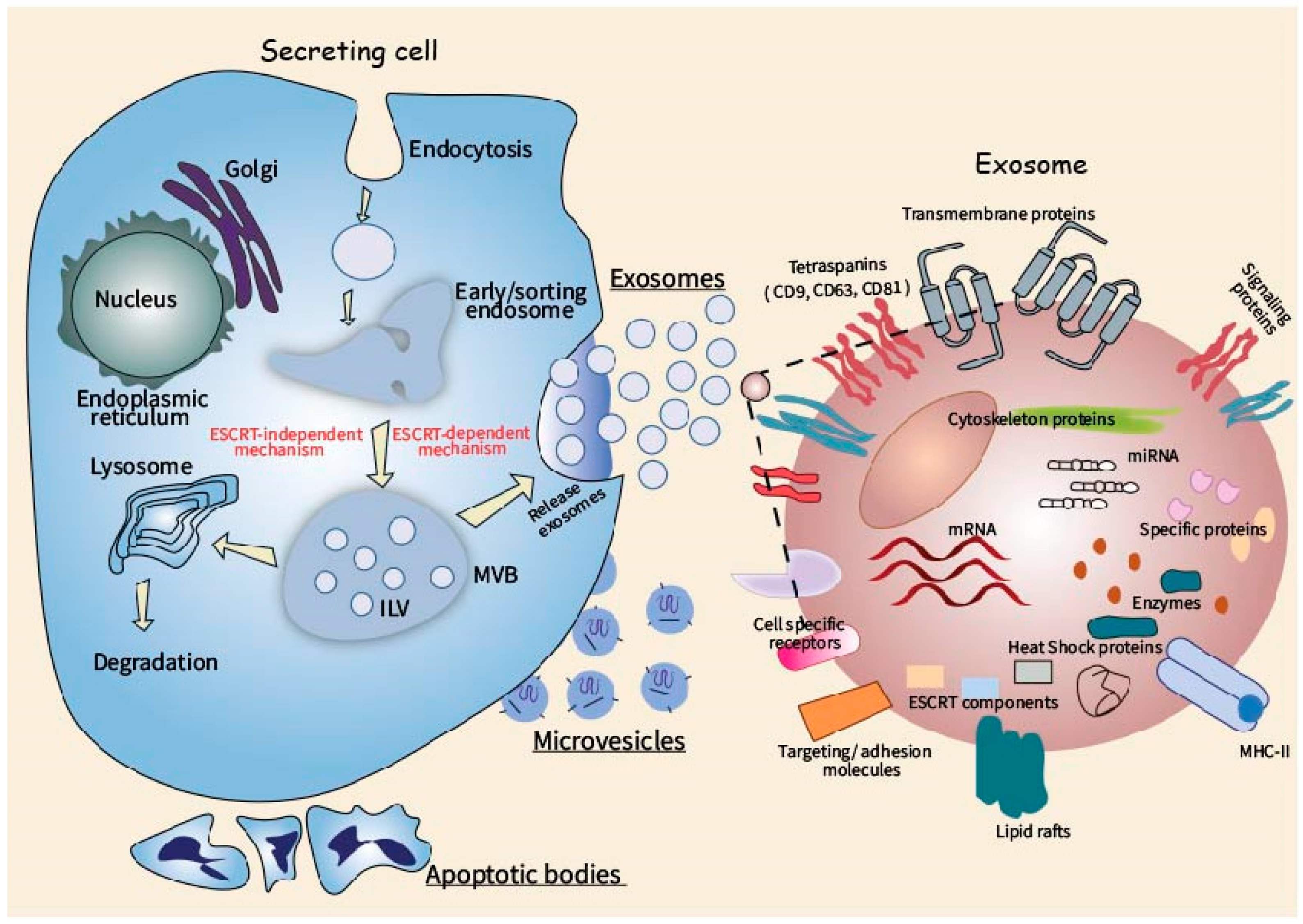 Физическое состояние клетки. Функциональные состояния клетки. Extracellular vesicles. Биогенез картинки. Exosome.