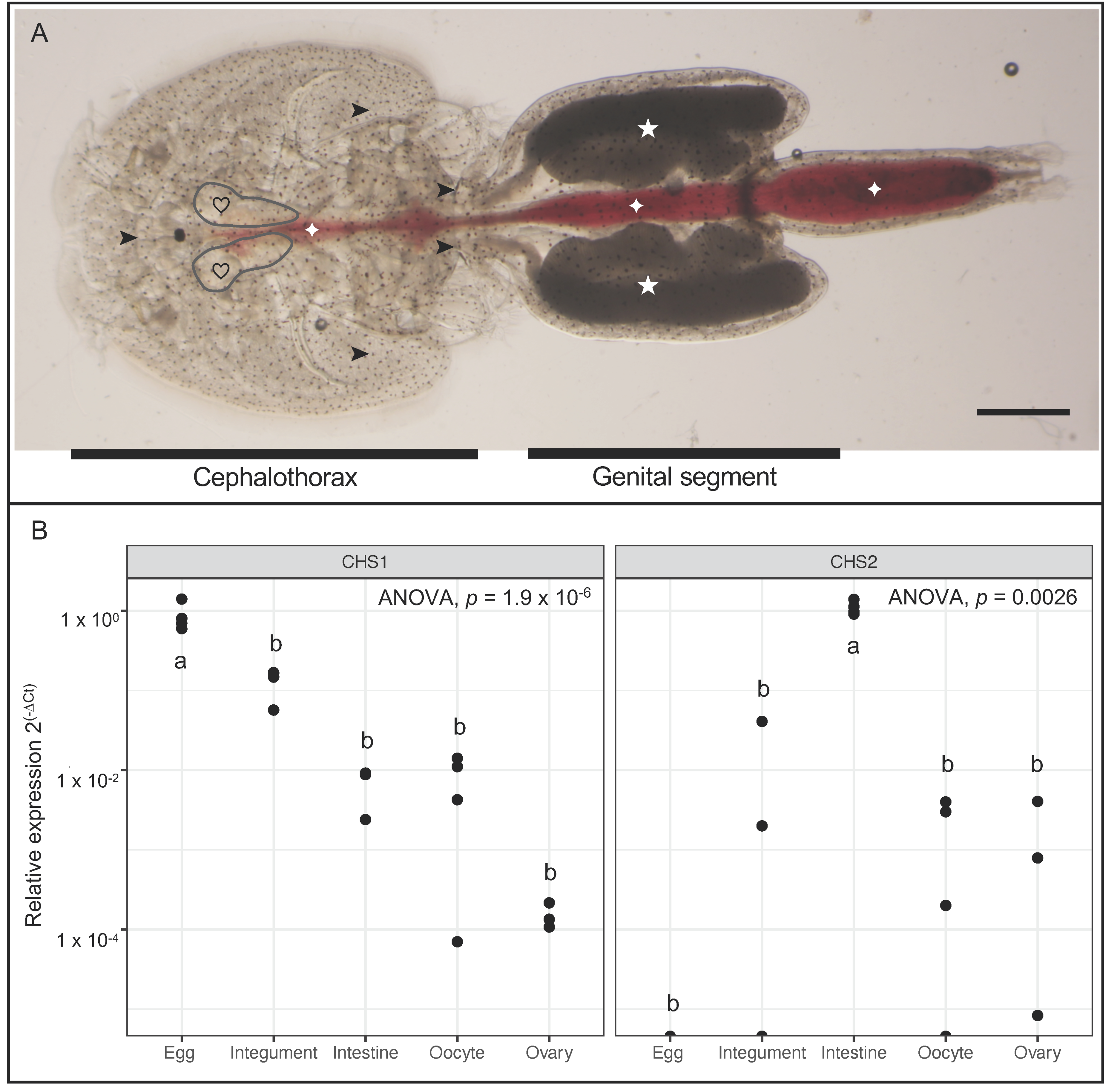 Rejection of Lepeophtheirus salmonis driven in part by chitin