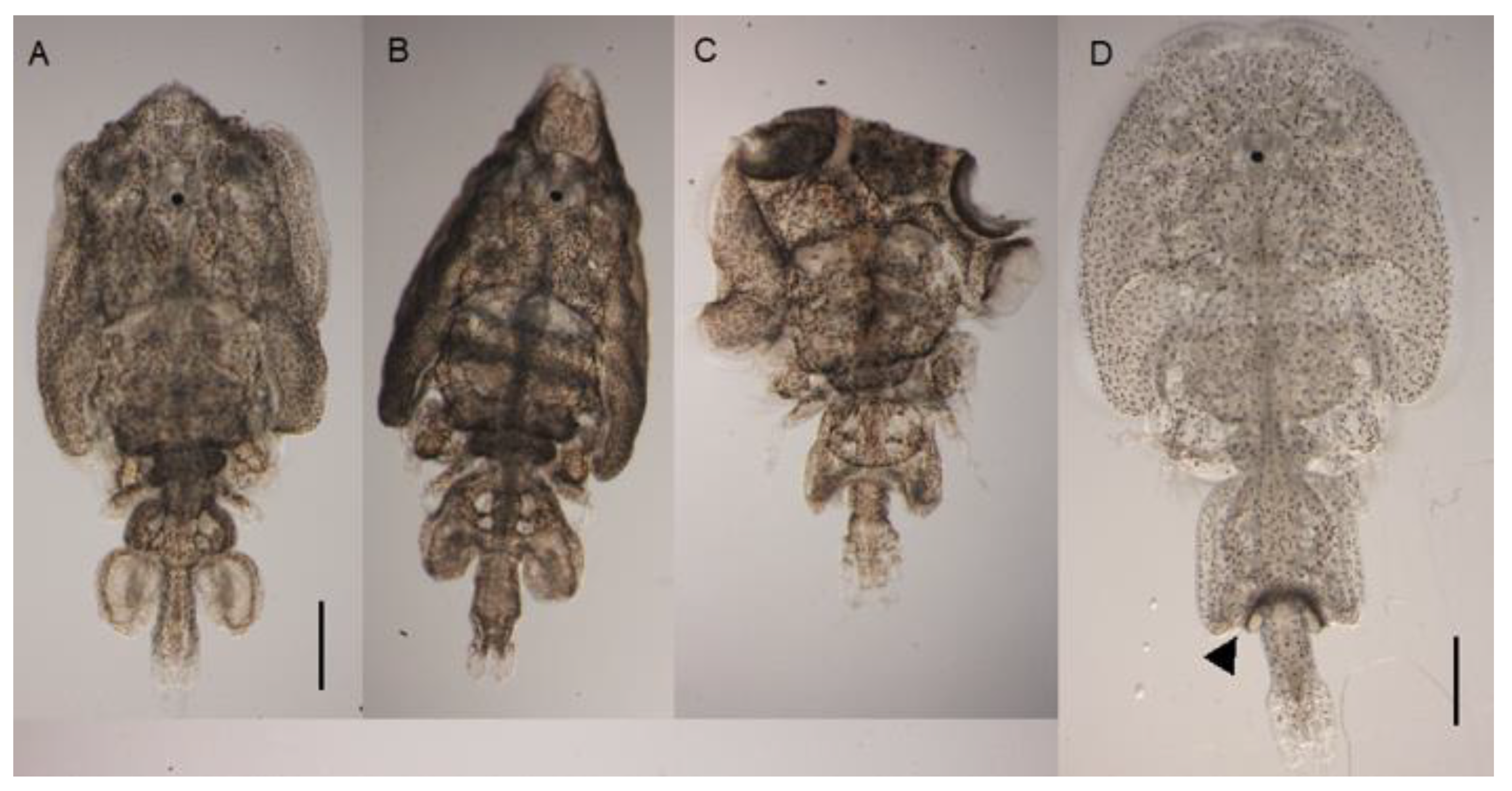 Searun Coastal Cutthroat Trout - Sea lice! Parasitic copepods like  Lepeophtheirus salmonis and Caligus clemensi have been shown to increase  rates of early marine mortality for juvenile salmon and trout but also