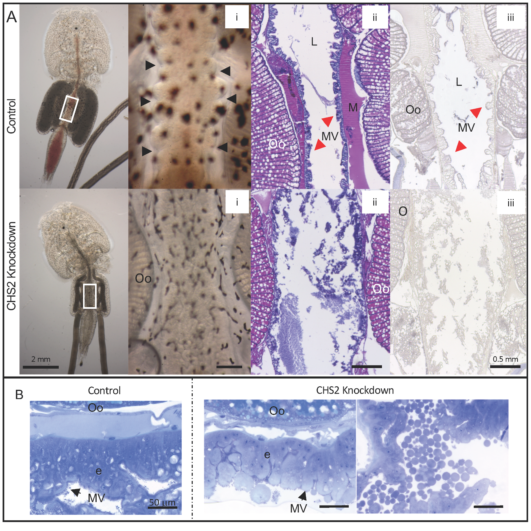 Life 11 00047 g008 Life 11 00047 g008