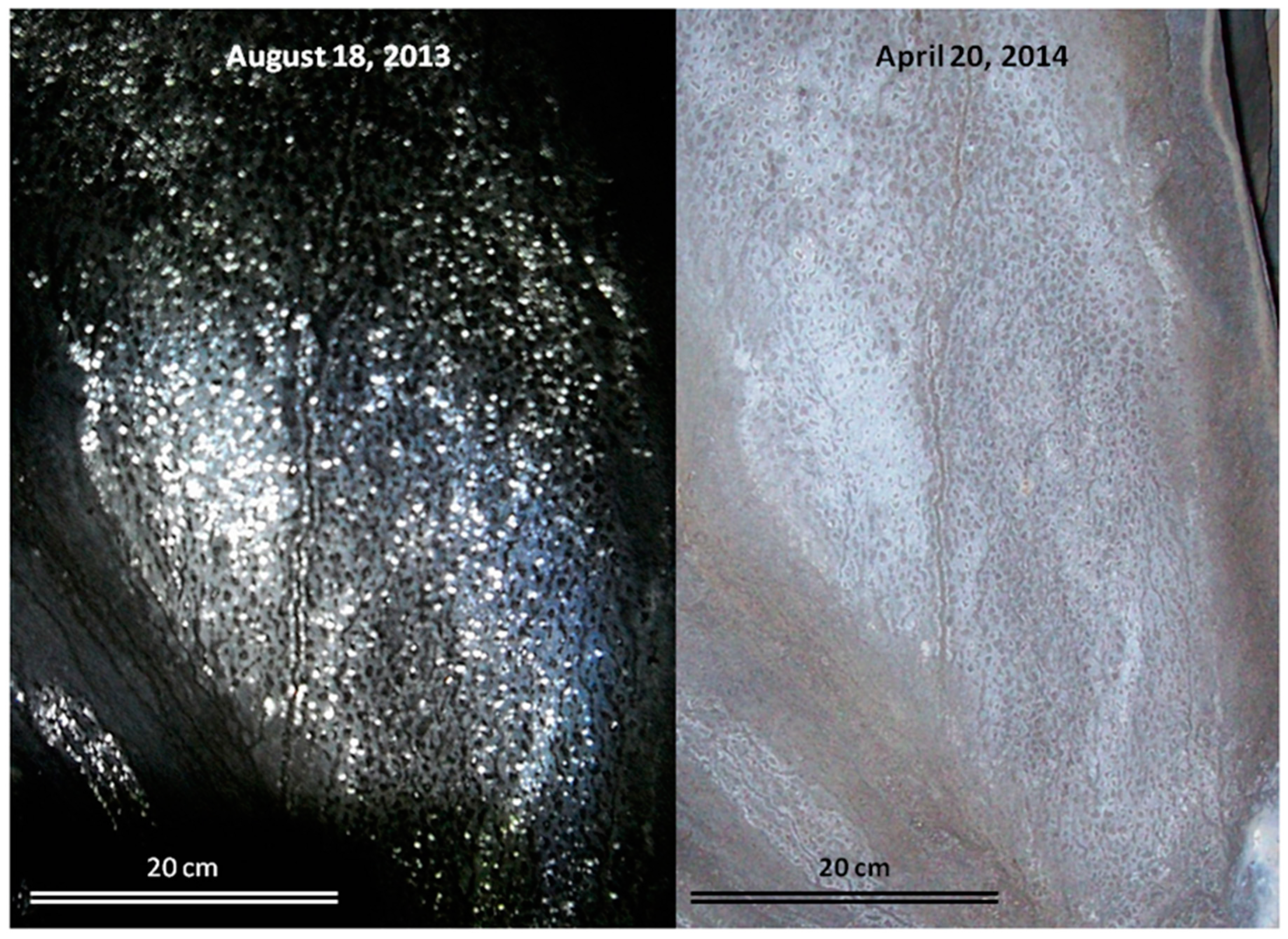 Life 11 00059 g001 Life 11 00059 g001