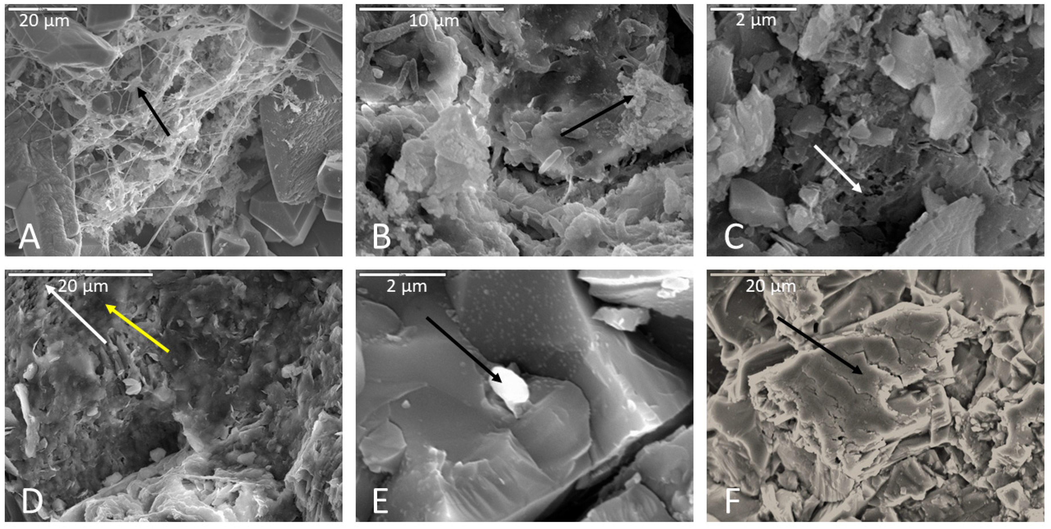 Life 11 00059 g006 Life 11 00059 g006