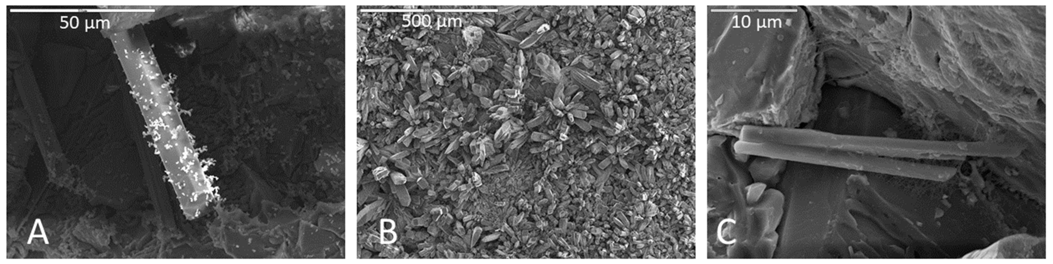 Life 11 00059 g007 Life 11 00059 g007