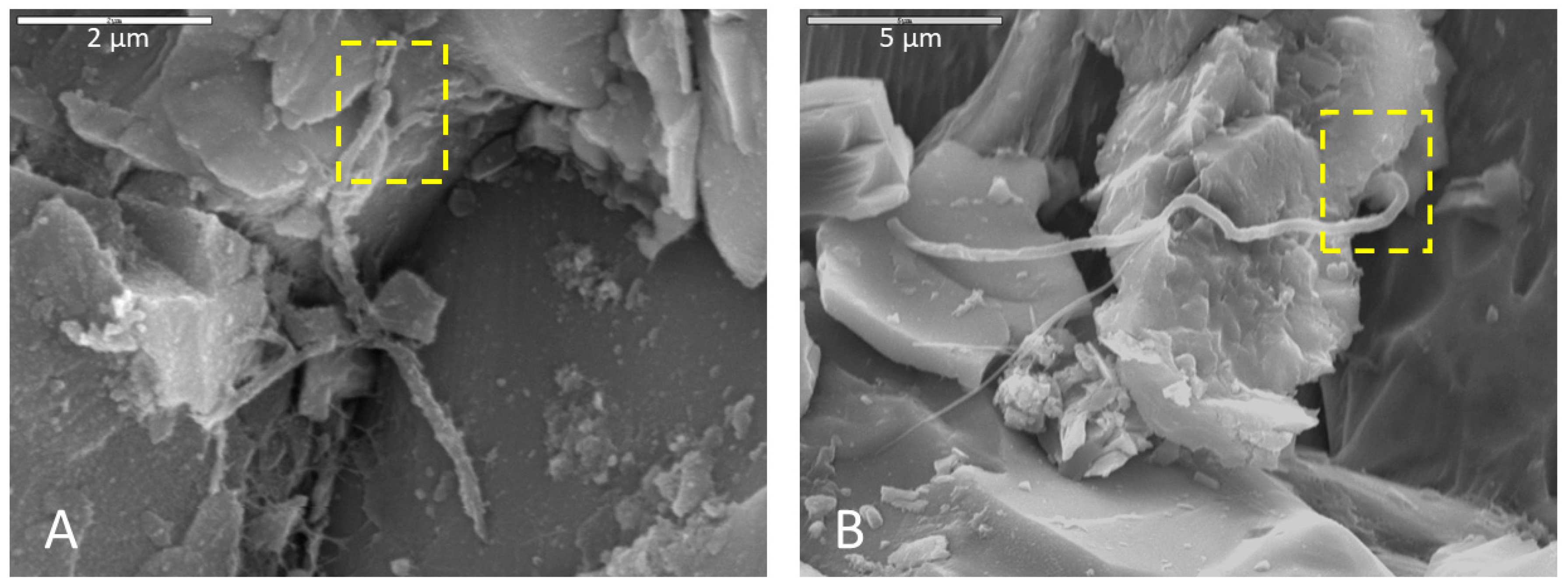 Life 11 00059 g008 Life 11 00059 g008