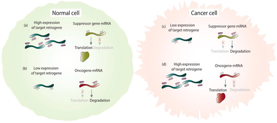 Evolution of Cancer\r
英語版 Single-cell and spatiotemporal profile of ovulation in the