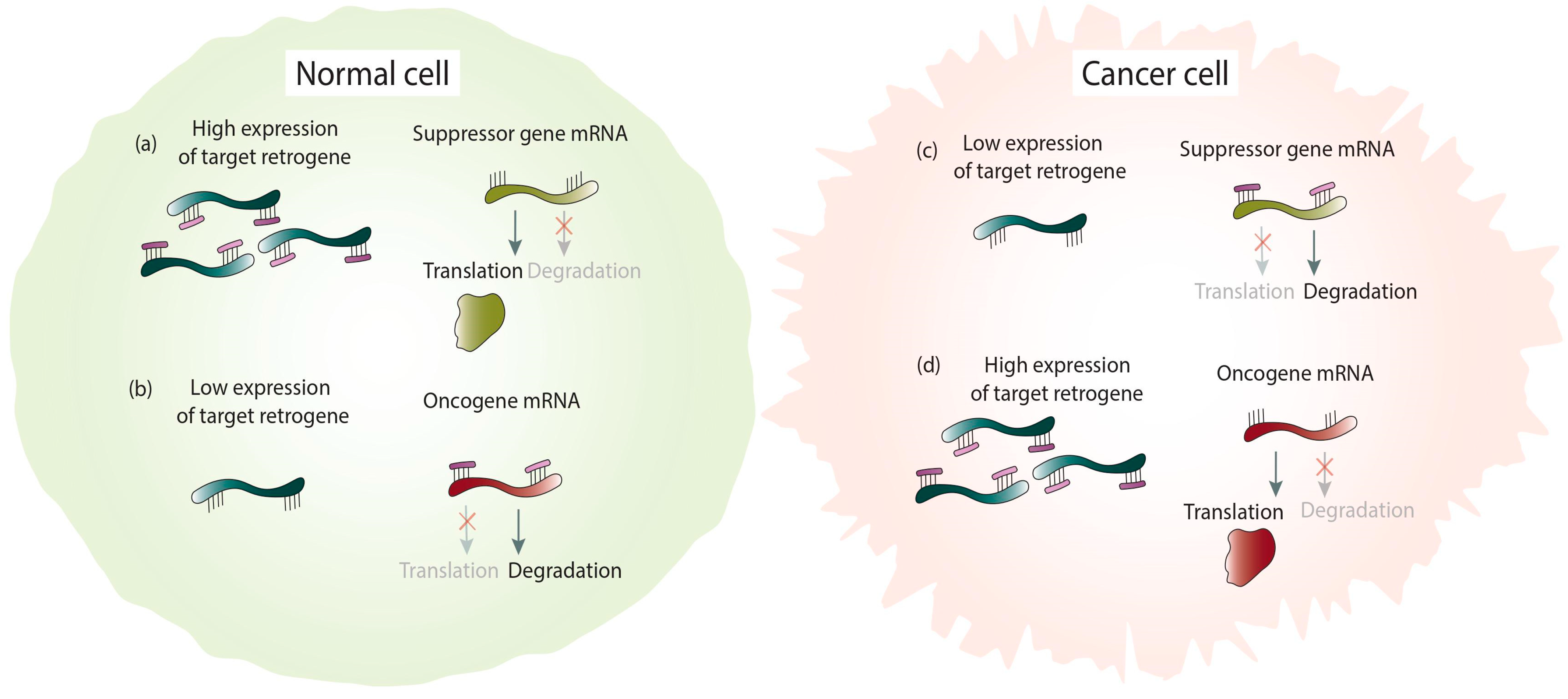 Life 11 00072 g004 Life 11 00072 g004