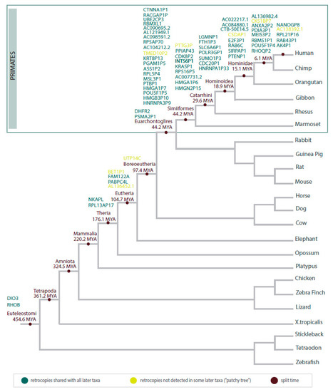 Evolution of Cancer\r
英語版 Single-cell and spatiotemporal profile of ovulation in the