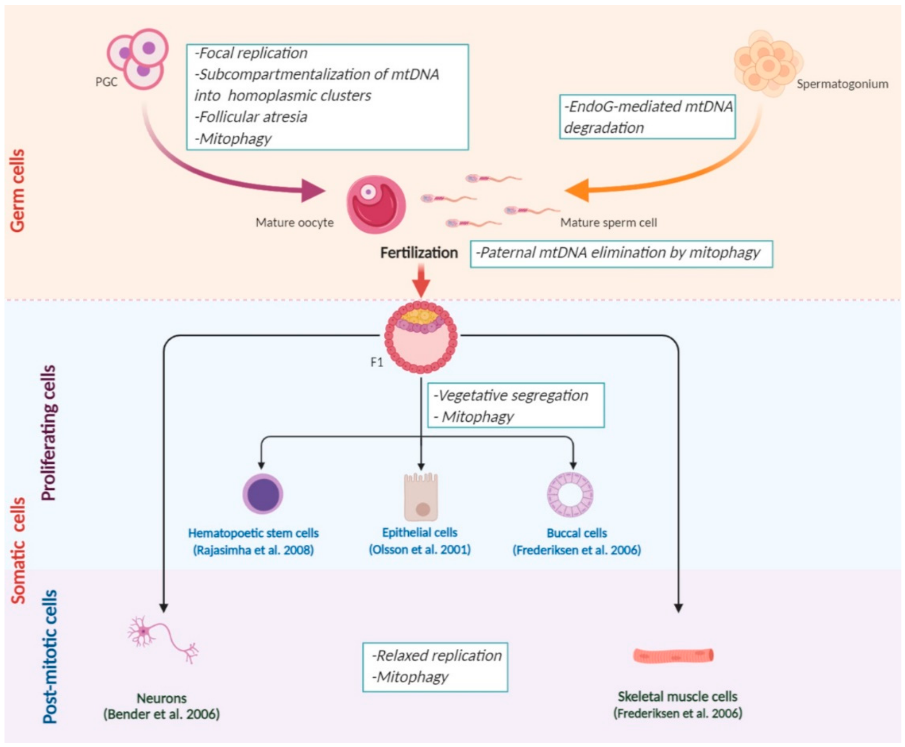 Life 11 00076 g001 Life 11 00076 g001