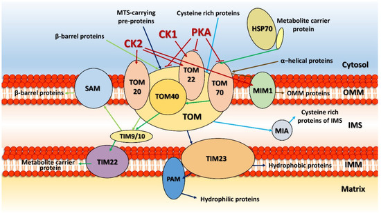 Life | Free Full-Text | Mitochondrial Kinases and the Role of 