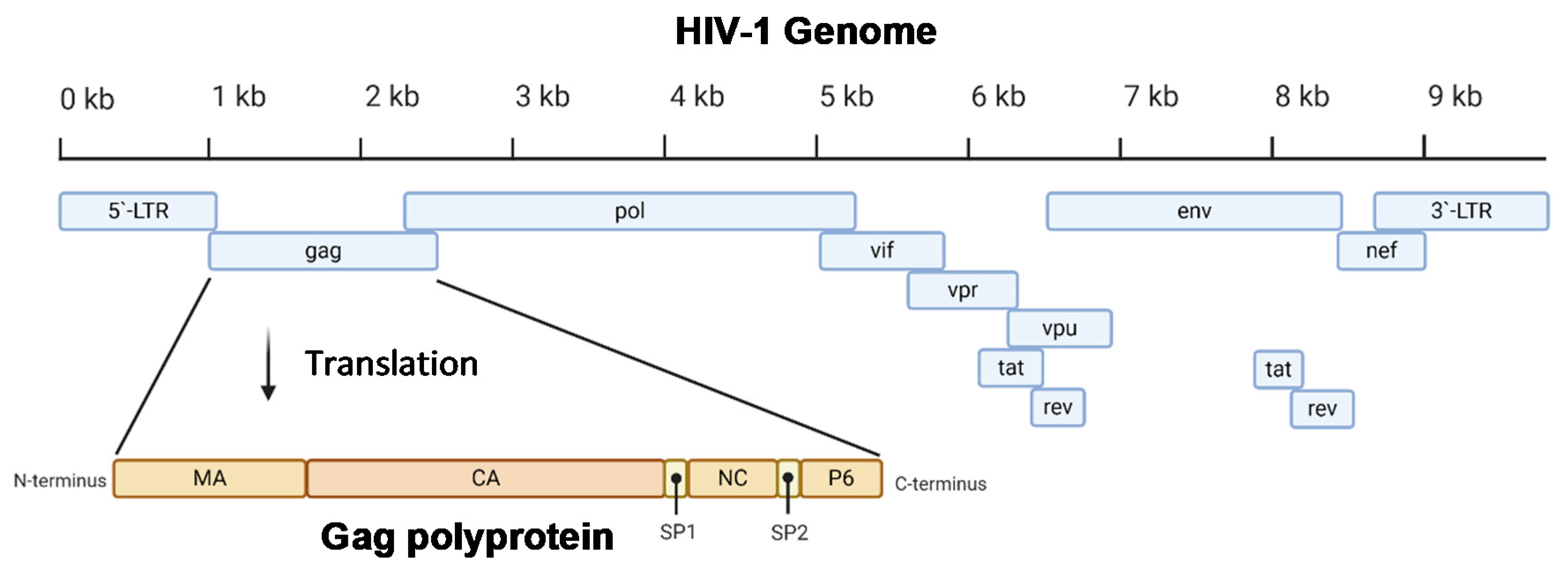 hiv virus structure animation