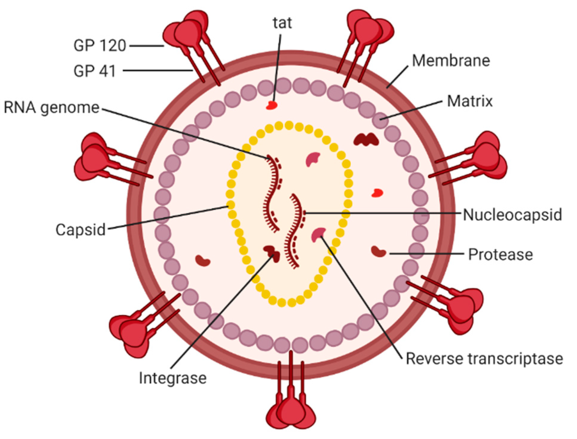 hiv virus structure animation