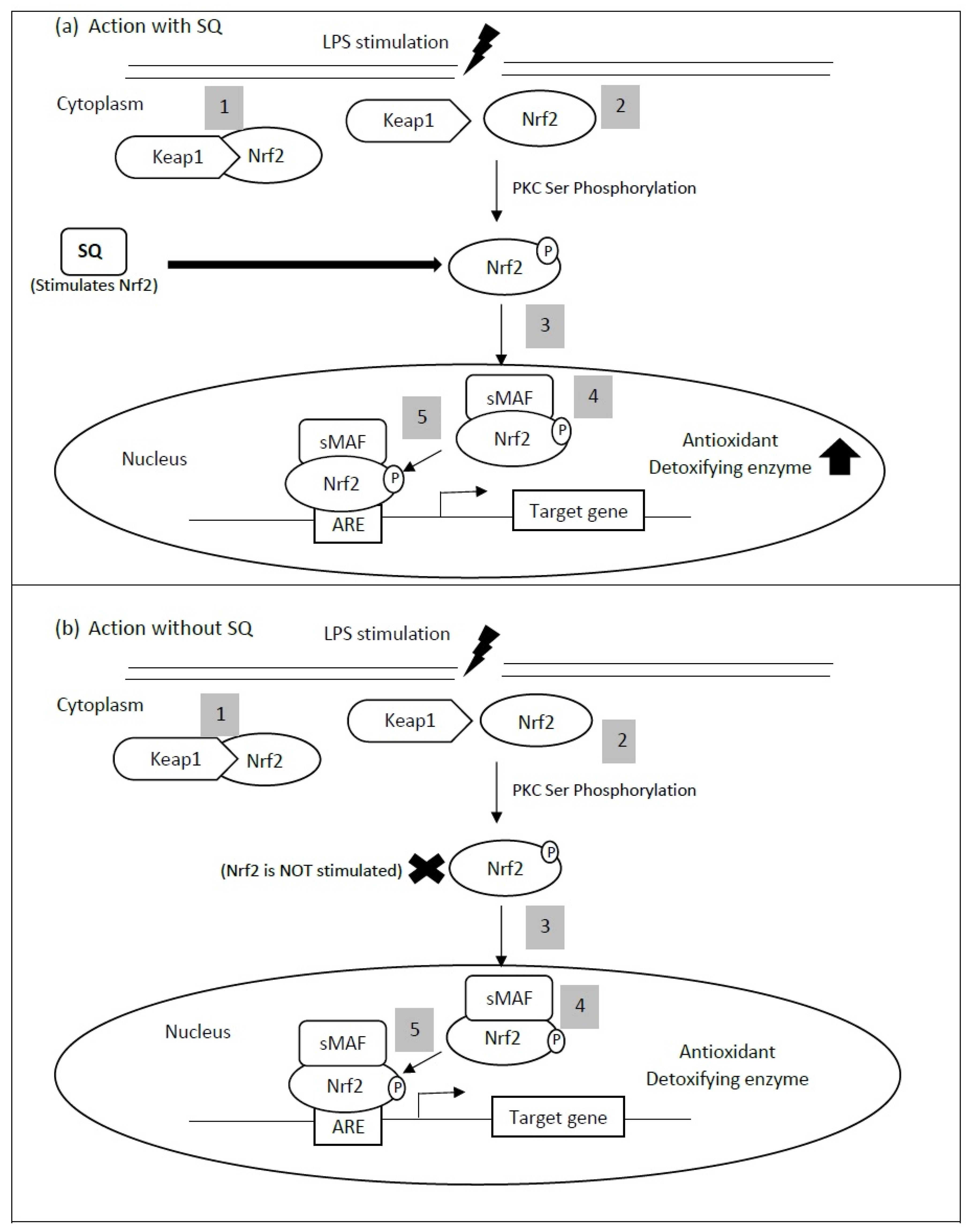 Life 11 00103 g002 Life 11 00103 g002