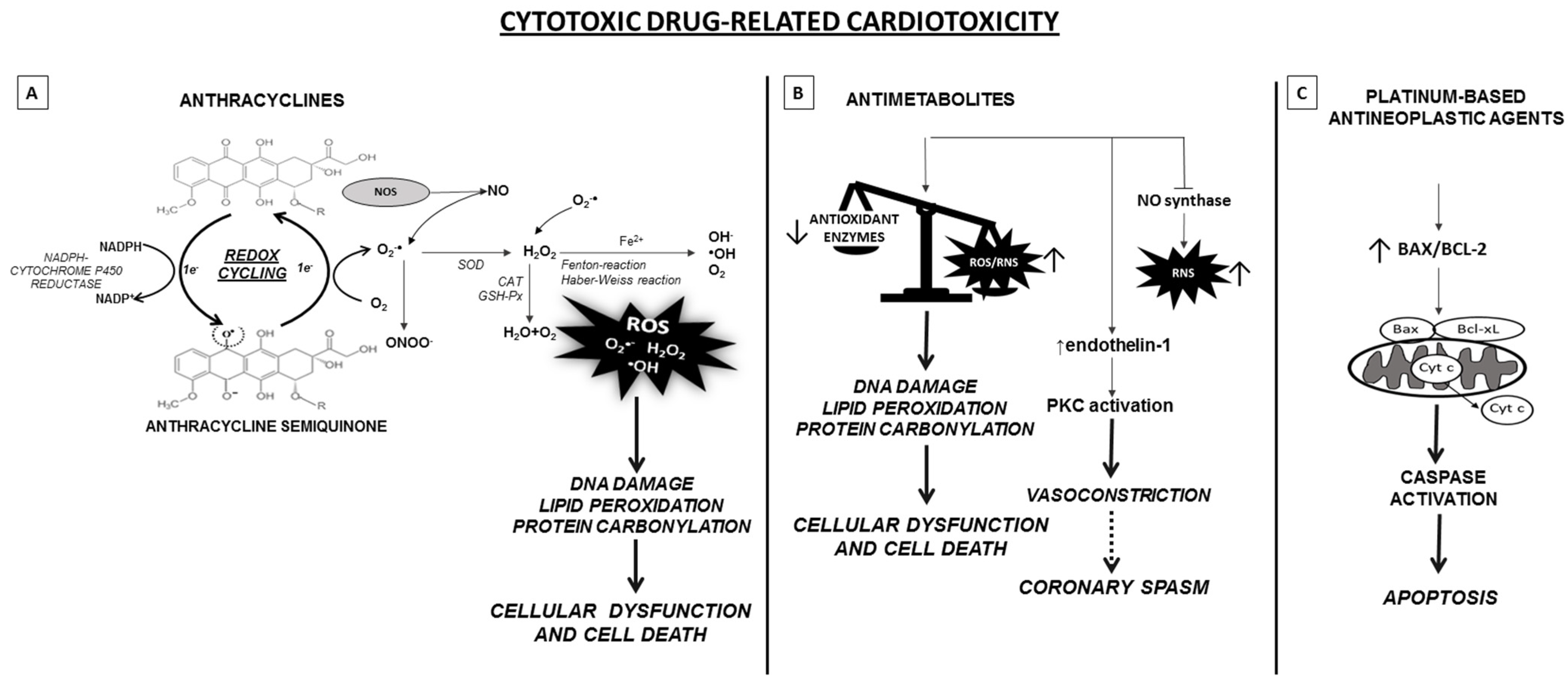 Life Free Full Text Molecules And Mechanisms To Overcome Oxidative Stress Inducing Cardiovascular Disease In Cancer Patients Html Life Free Full Text Molecules And Mechanisms To Overcome Oxidative Stress Inducing Cardiovascular Disease In Cancer Patients Html