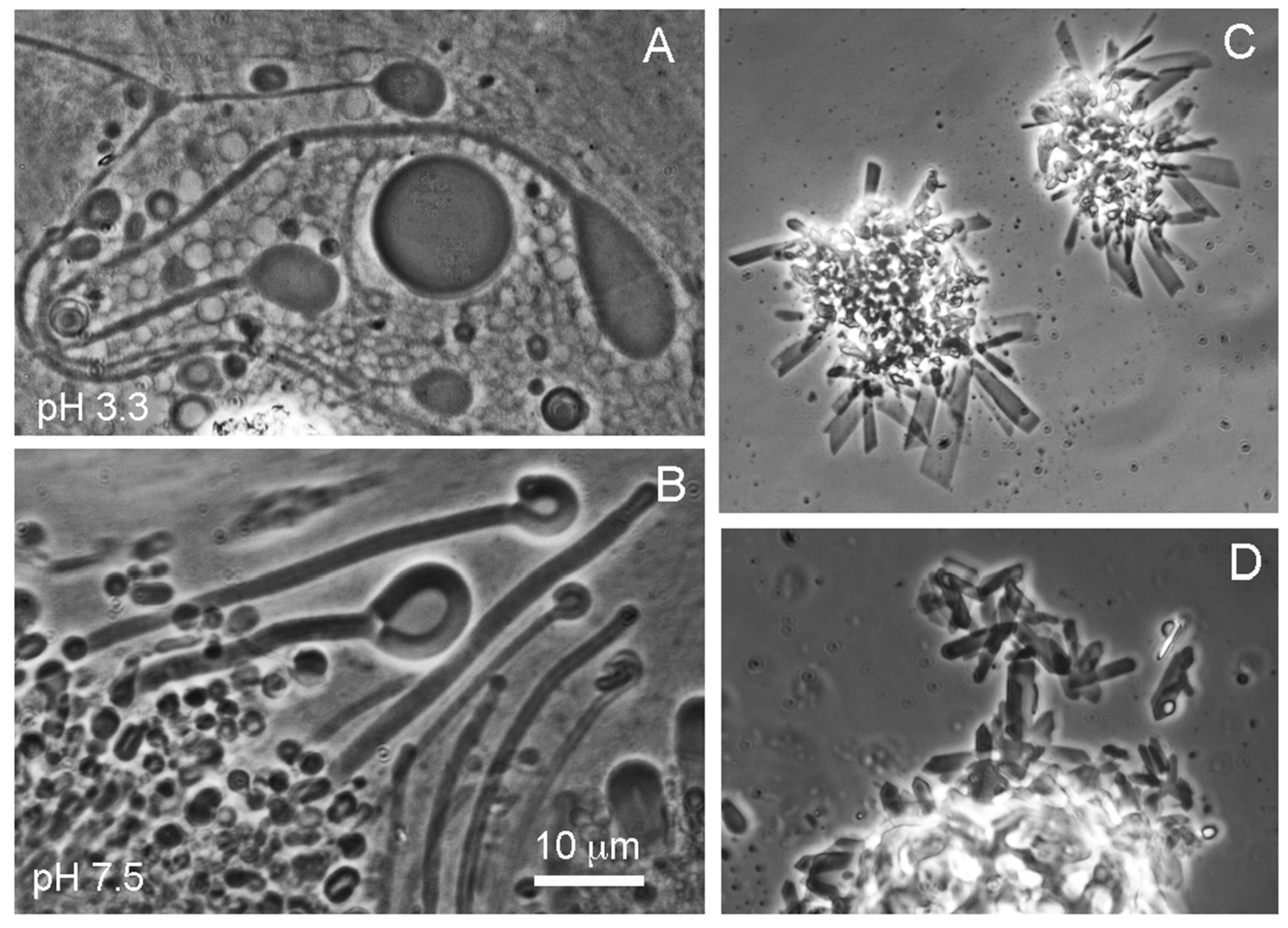 Life 11 00134 g003 Life 11 00134 g003