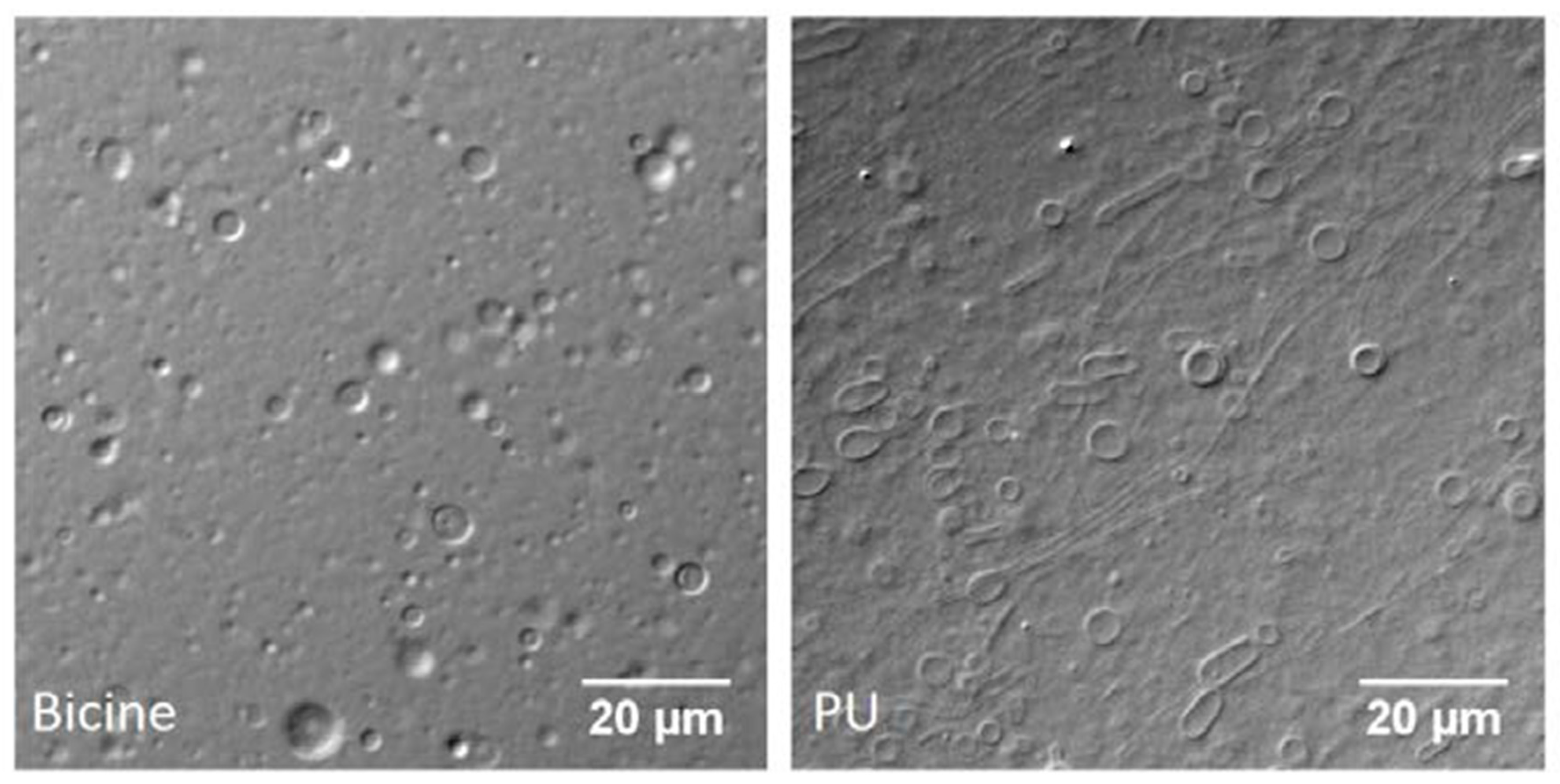 Life 11 00134 g004 Life 11 00134 g004