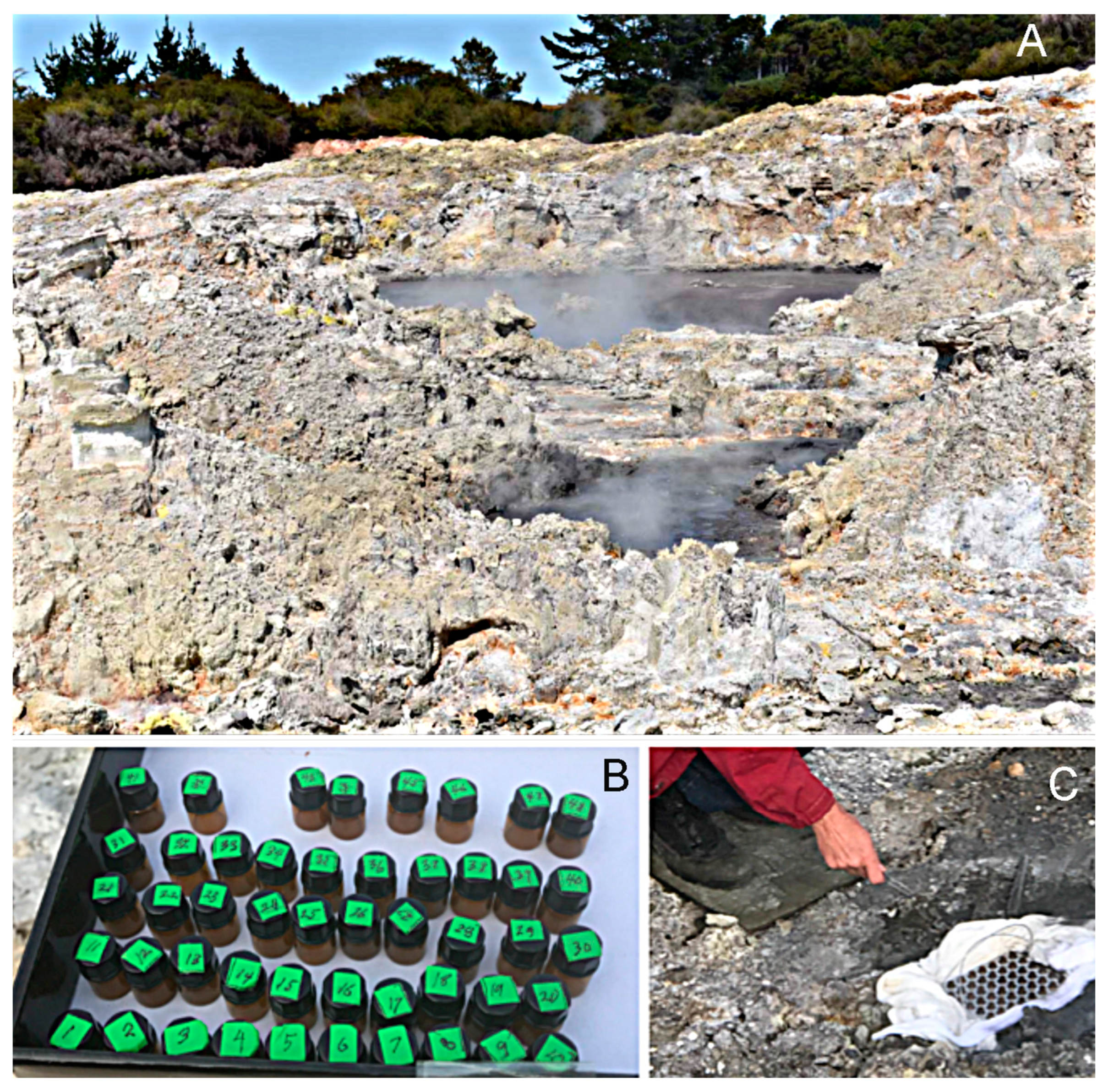 Life 11 00134 g005 Life 11 00134 g005