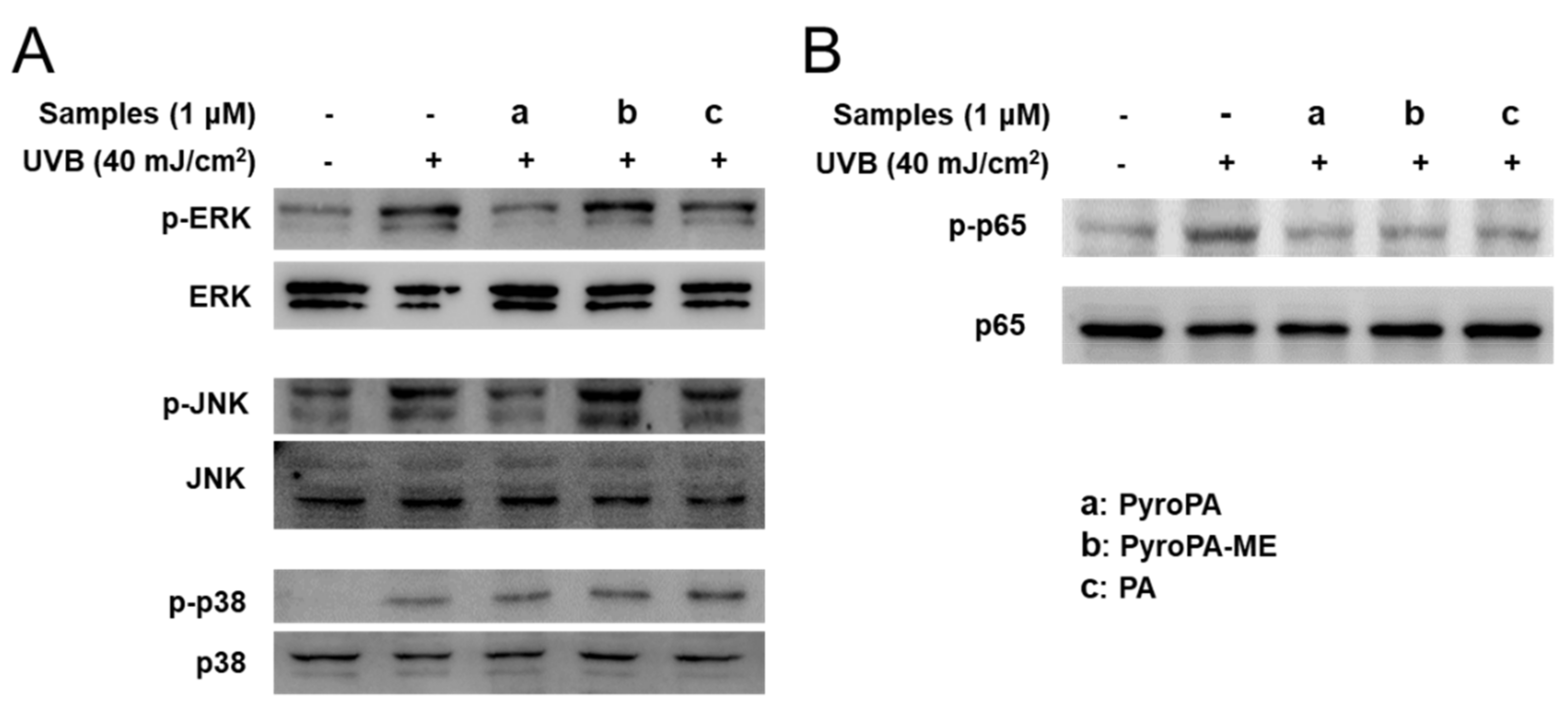 Life 11 00147 g007 Life 11 00147 g007