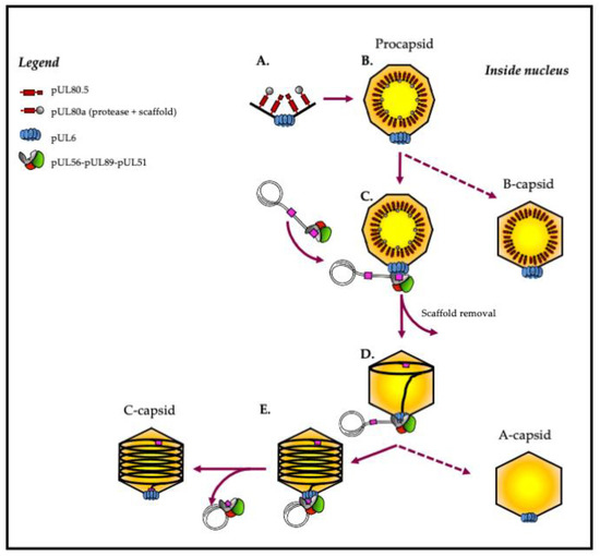 Life 11 00150 g002 550