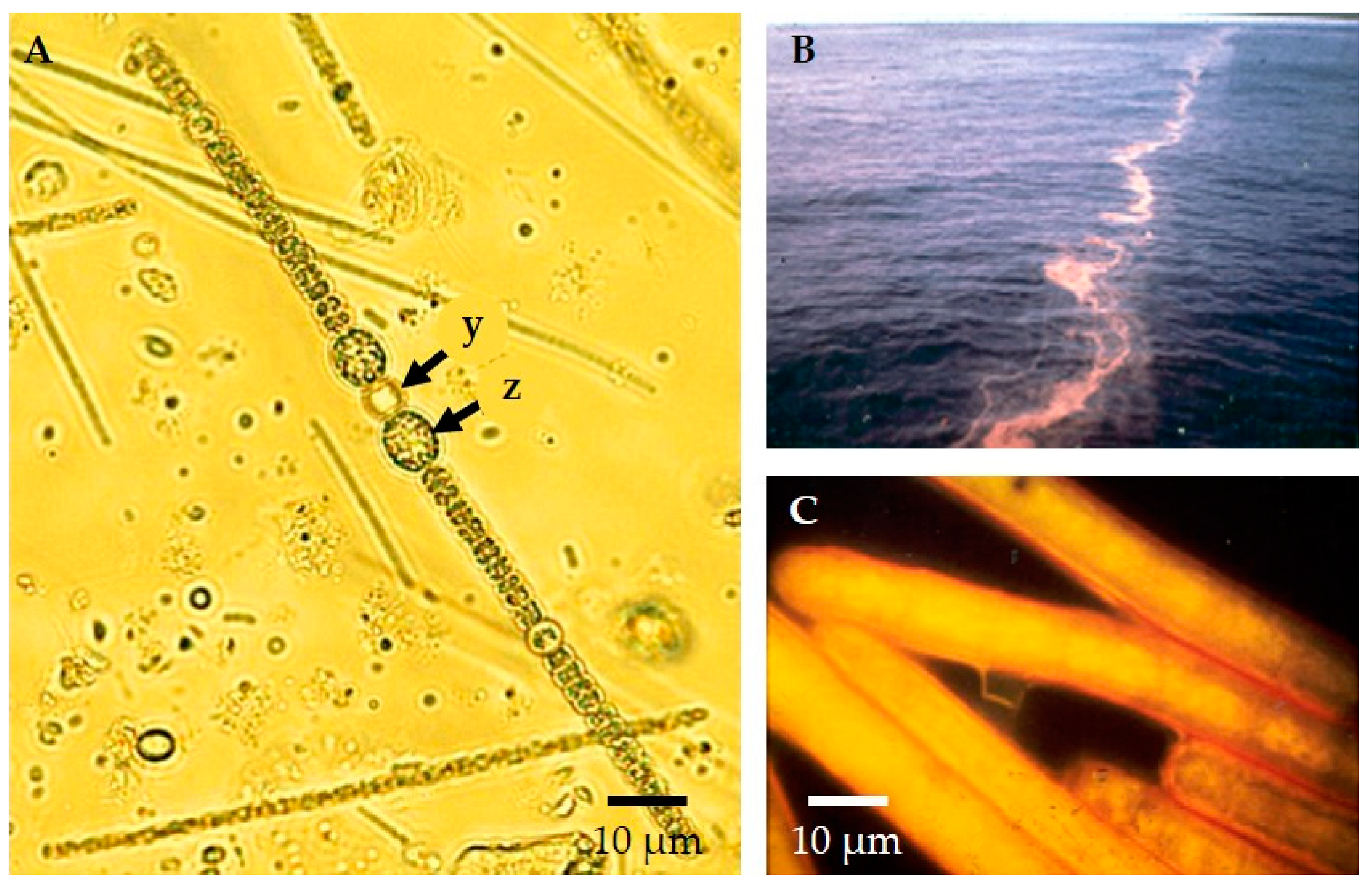 Life 11 00152 g002 Life 11 00152 g002