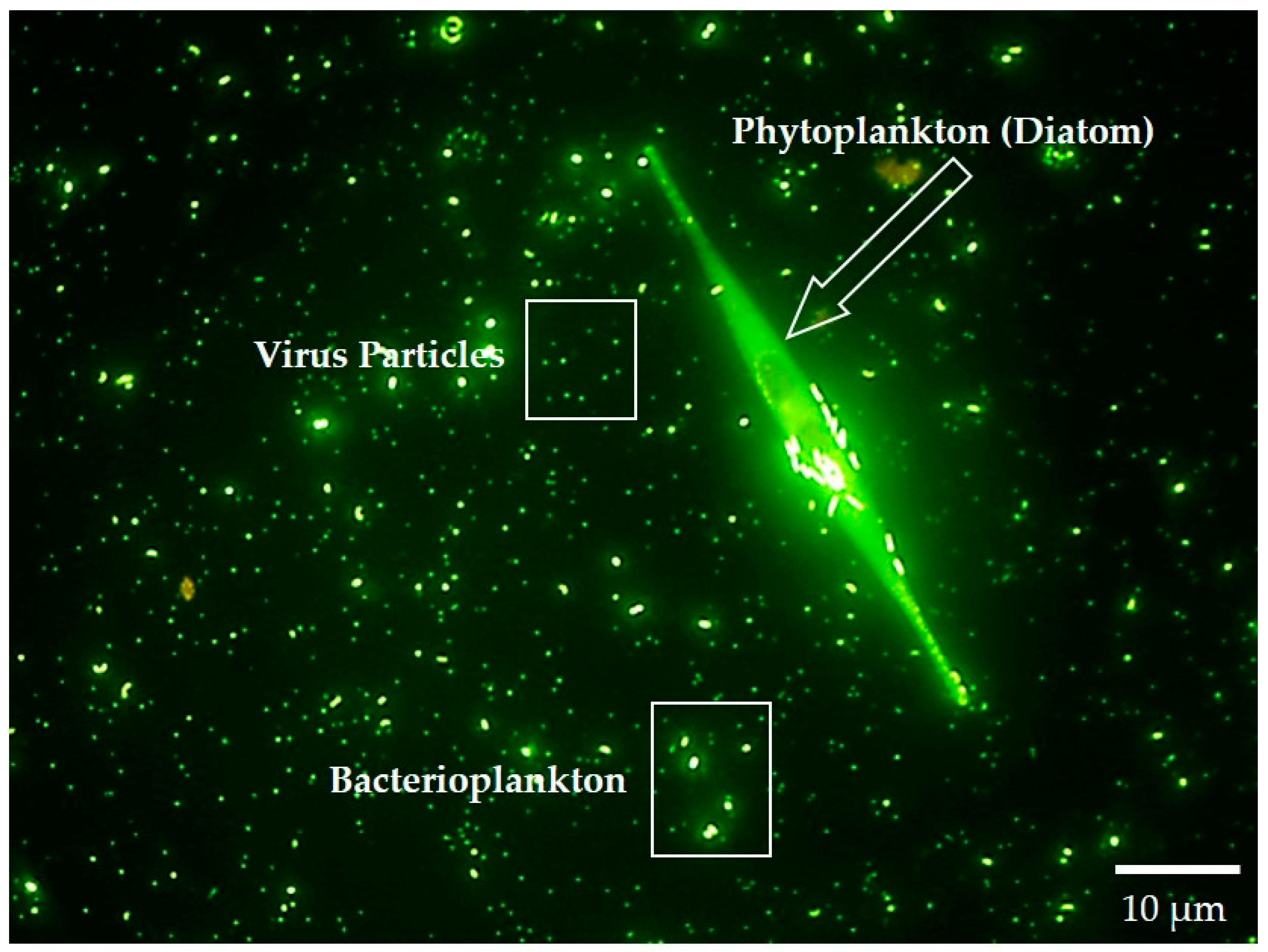Life 11 00152 g004 Life 11 00152 g004