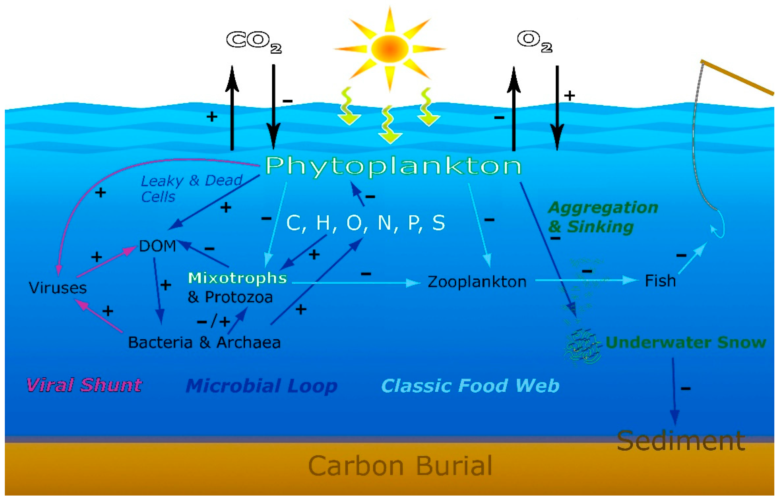 Life 11 00152 g006 Life 11 00152 g006