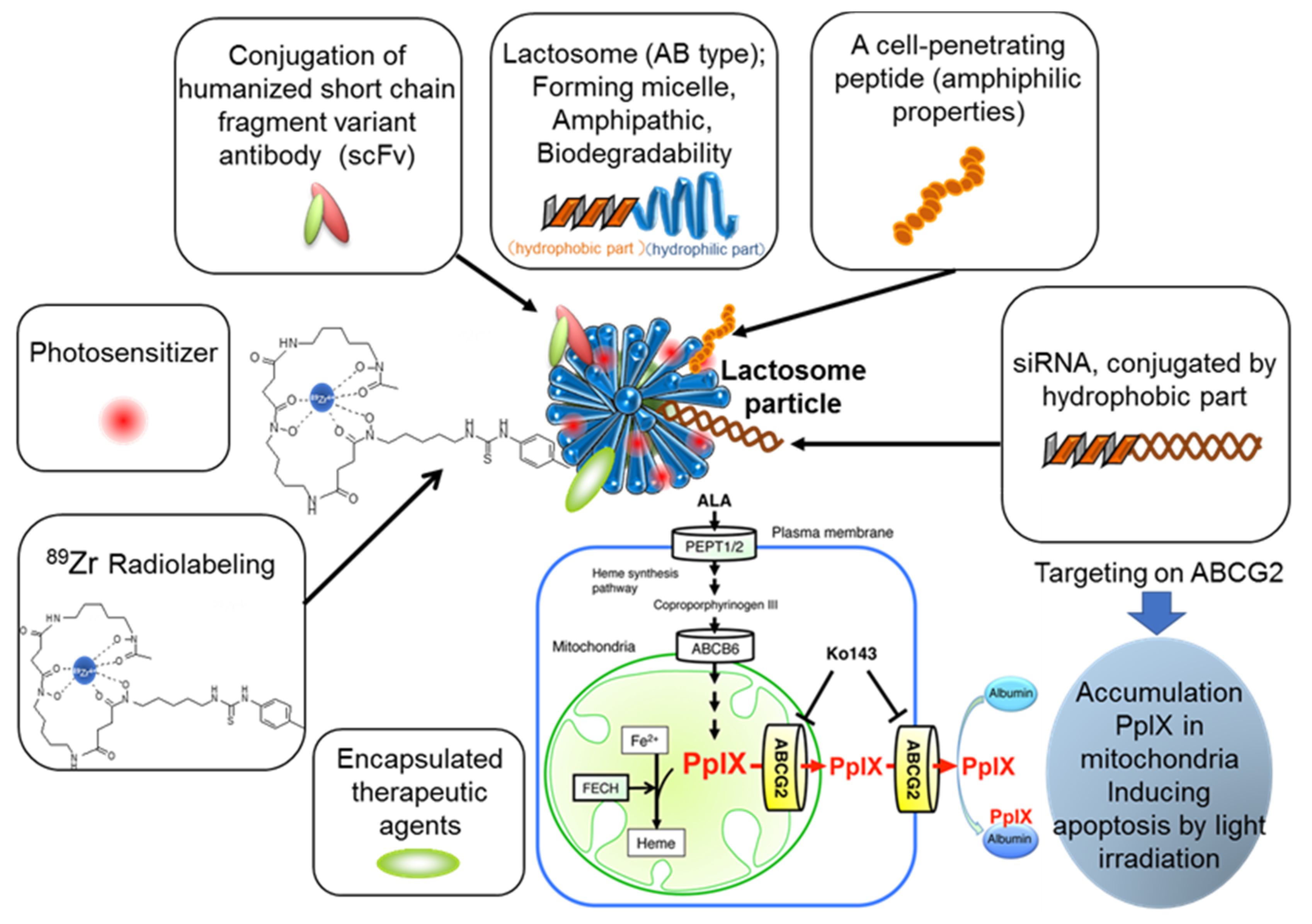 A Novel 89Zr-labeled DDS Device Utilizing Human IgG Variant