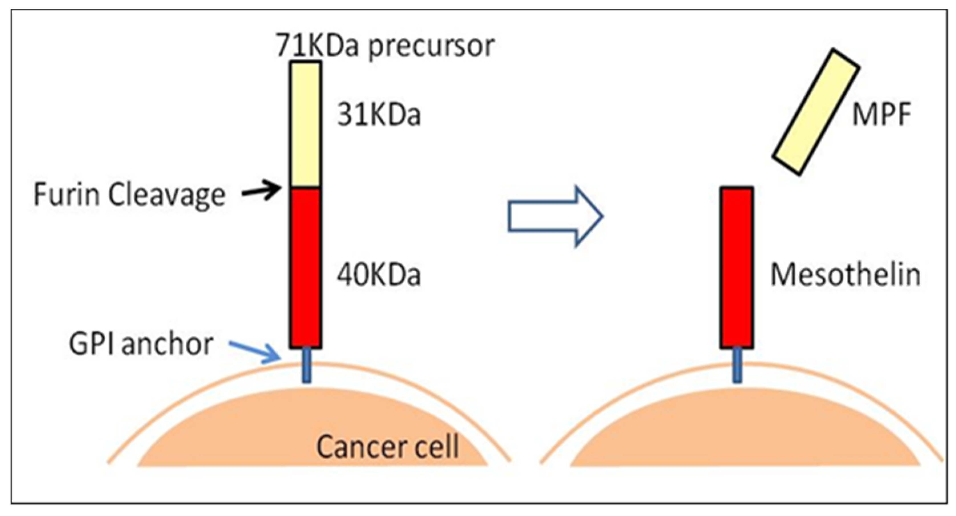 Life 11 00158 g003 Life 11 00158 g003