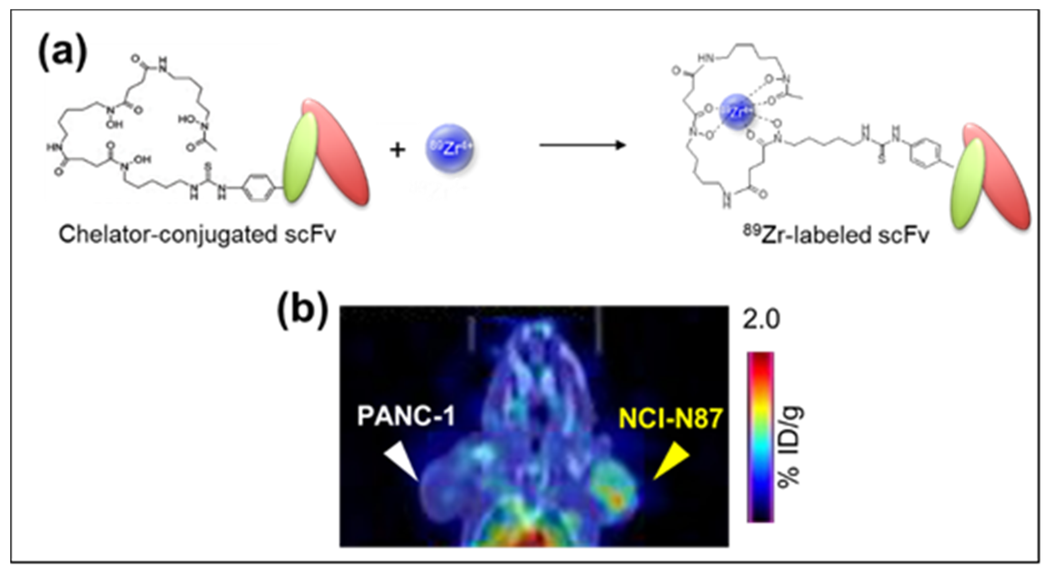 A Novel 89Zr-labeled DDS Device Utilizing Human IgG Variant