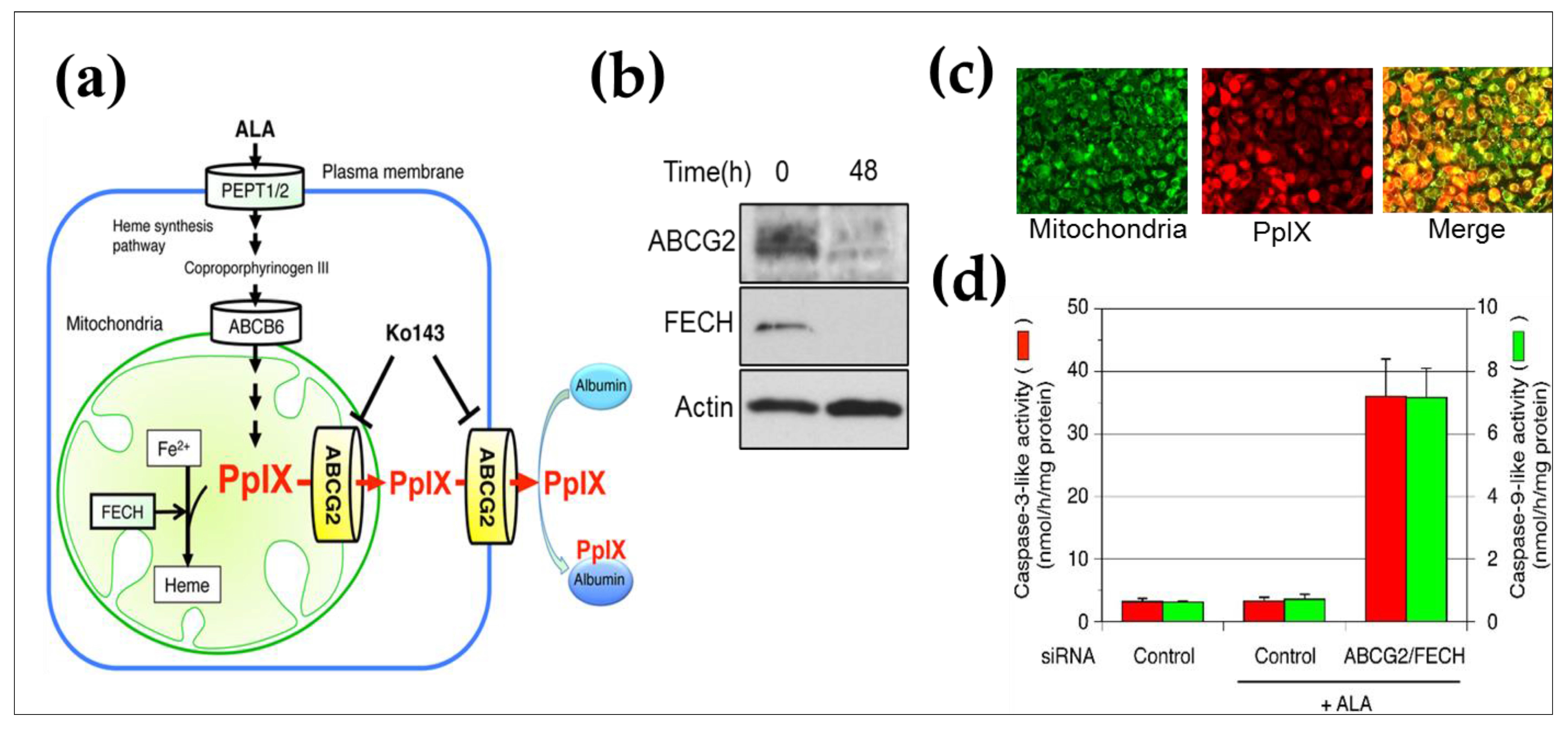 Life 11 00158 g009 Life 11 00158 g009