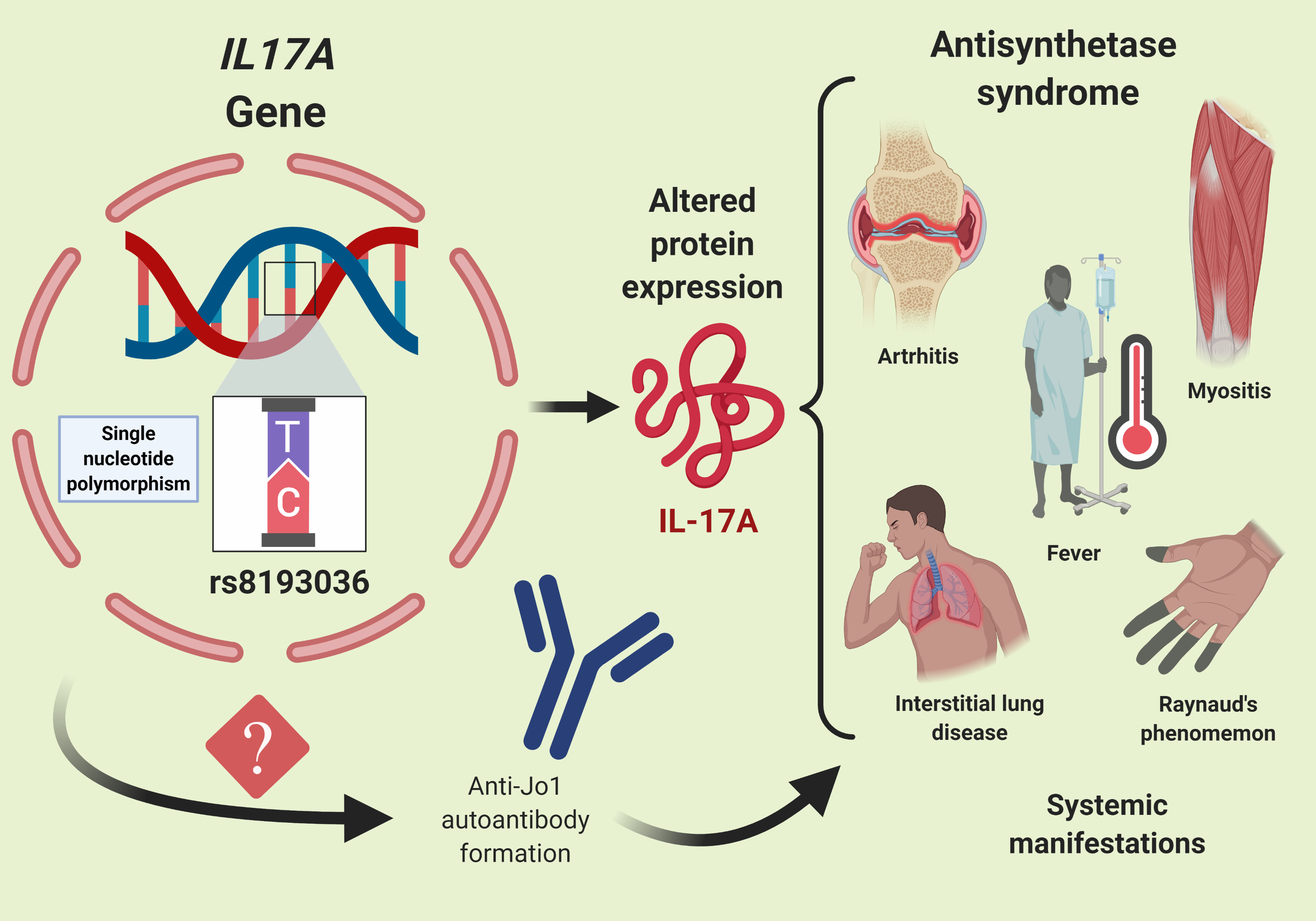 Life Free FullText Single Nucleotide Polymorphism in the IL17A