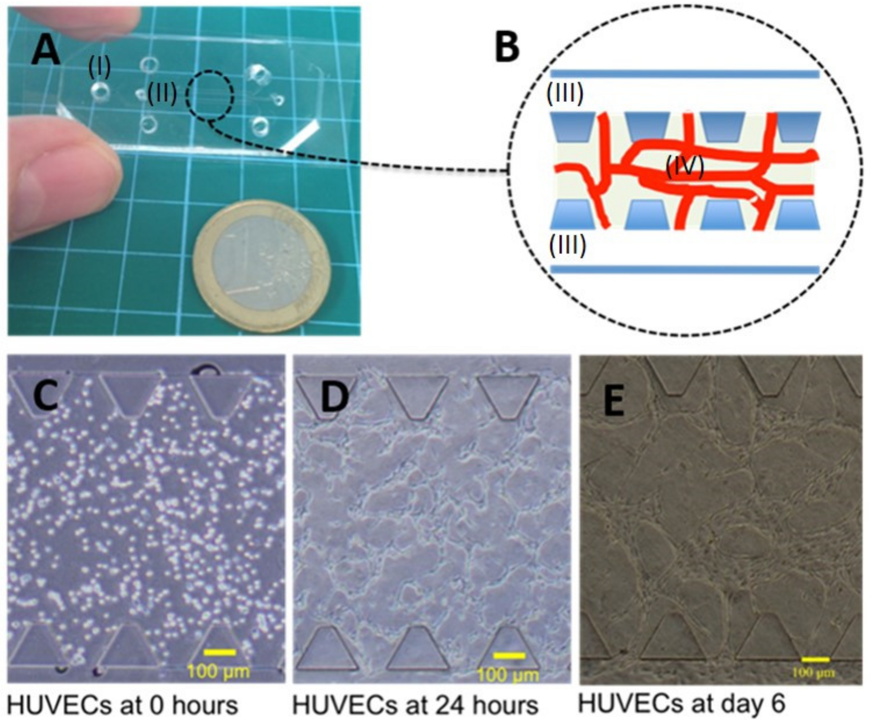 Life 11 00179 g001 Life 11 00179 g001