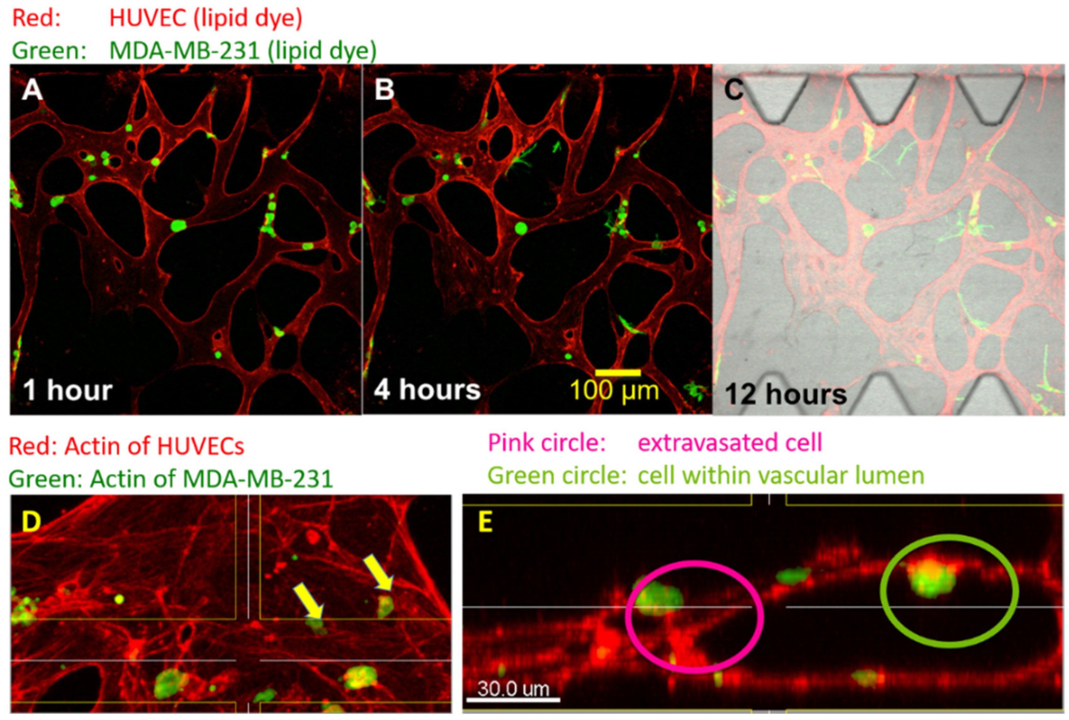 Life 11 00179 g002 Life 11 00179 g002