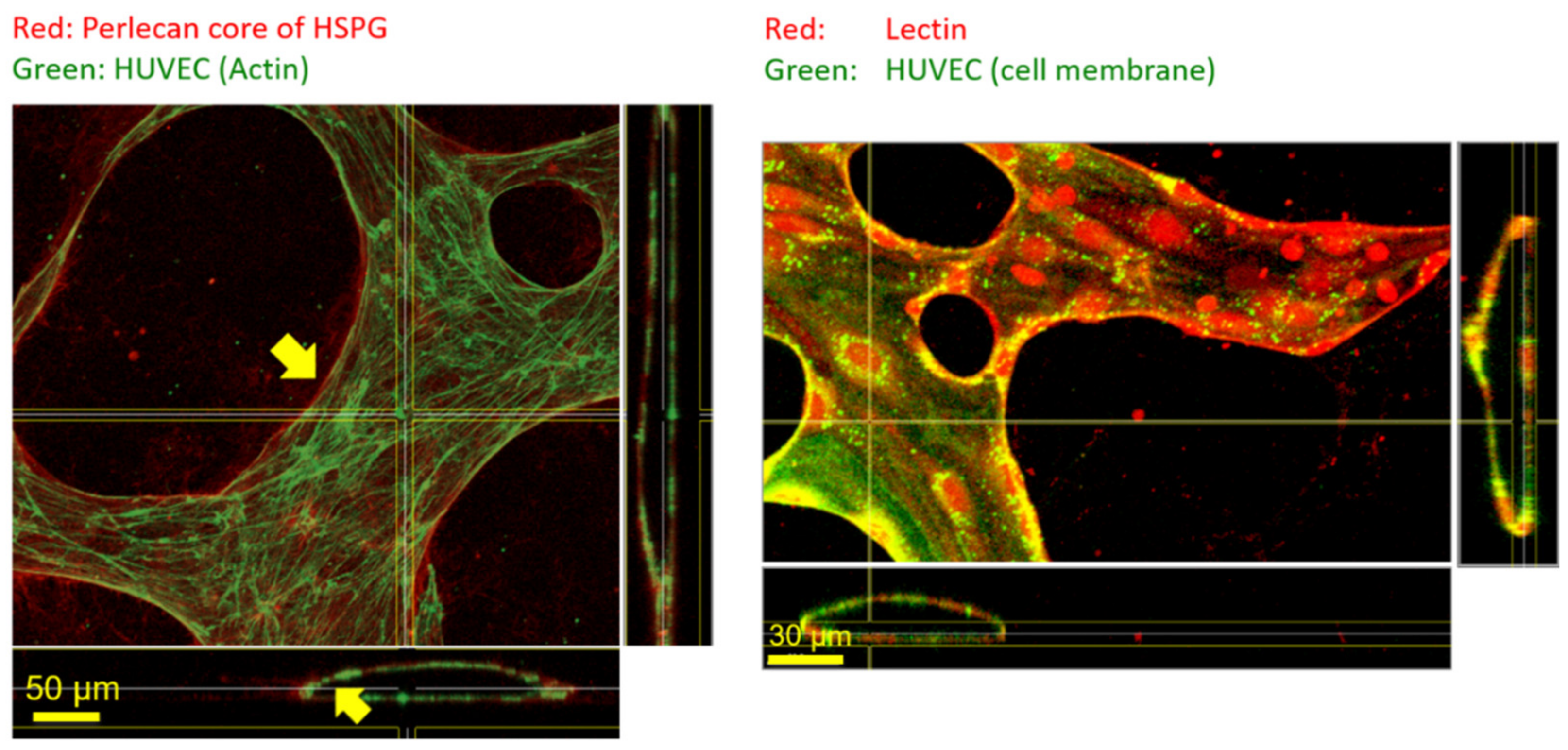 Life 11 00179 g003 Life 11 00179 g003