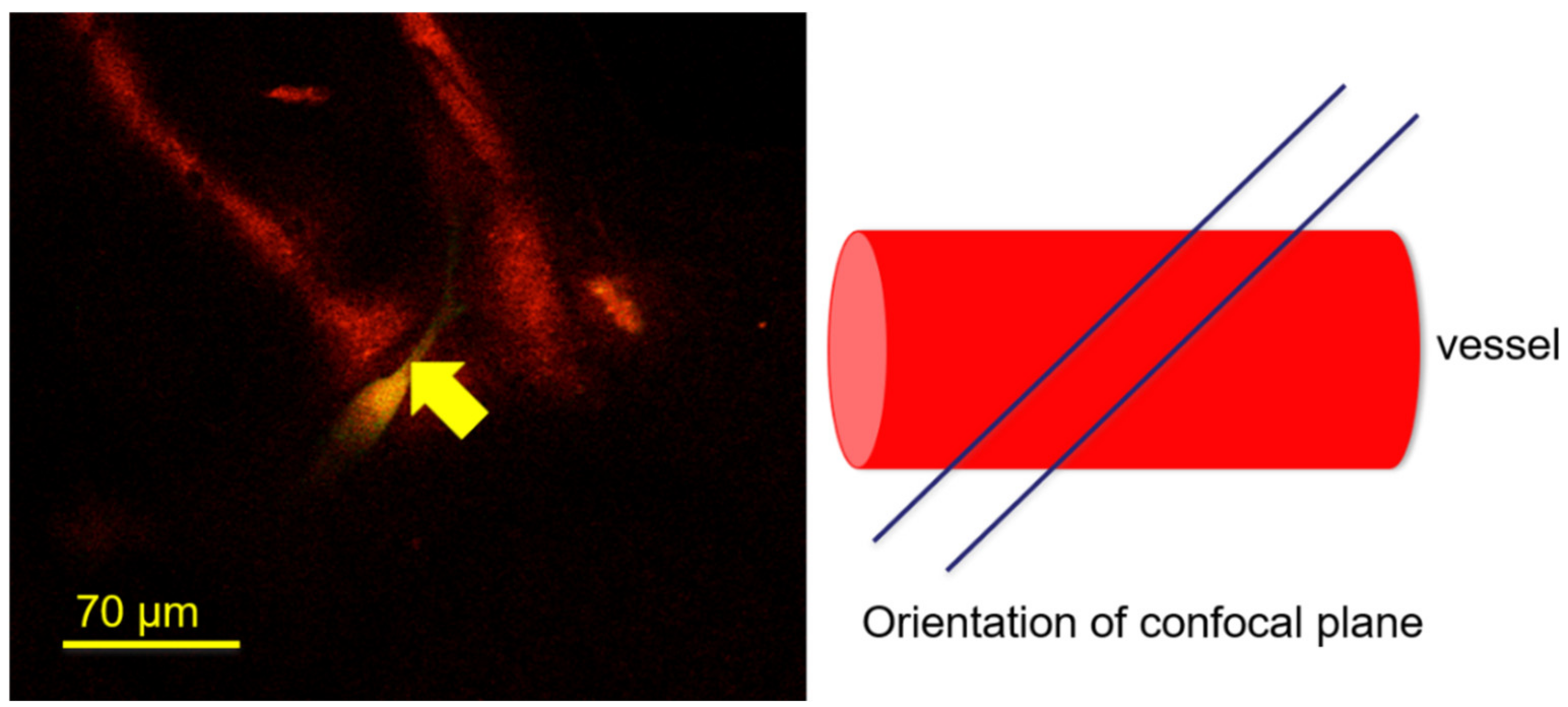 Life 11 00179 g006 Life 11 00179 g006