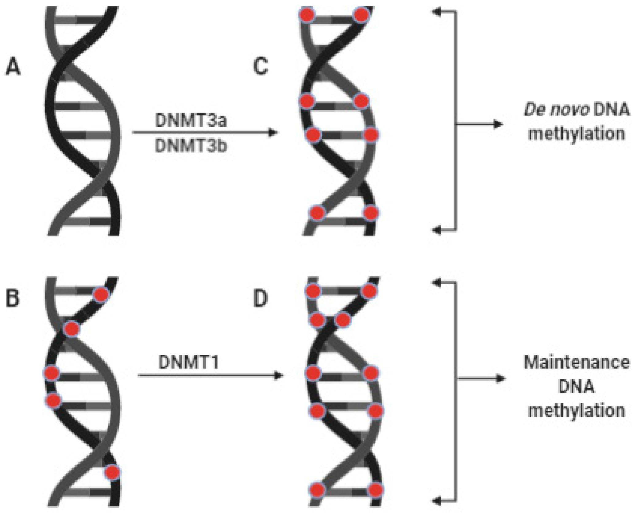 Aぇ!group DNA Frontiers | The regulation of DNA end resection by chromatin